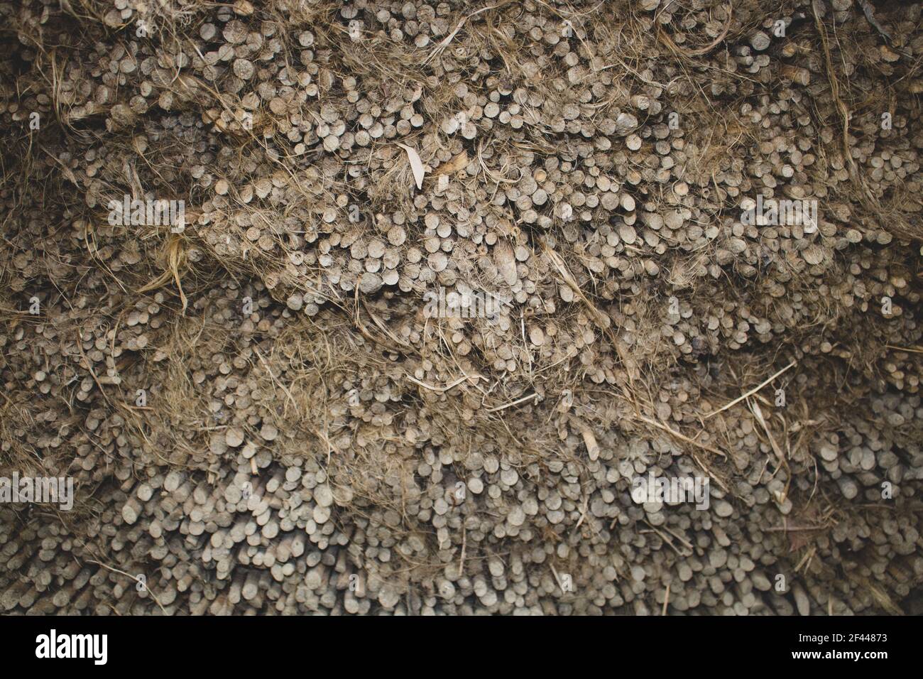 Bild von getrockneten Jutesticks in Stapeln angeordnet. Eine schöne Jute Hintergrundstruktur. Stockfoto
