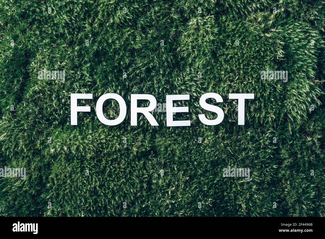 Wort Wald auf Moos, grünes Gras Hintergrund. Draufsicht. Speicherplatz kopieren. Banner. Biophilie-Konzept. Naturkulisse Stockfoto