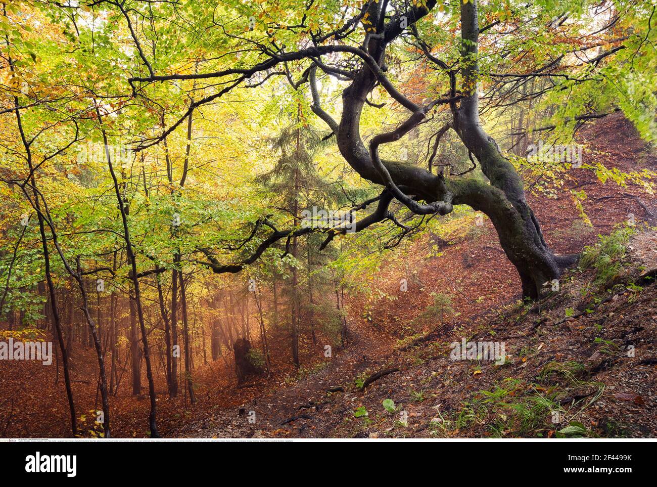 Geographie / Reisen, Slowakei, Karpaten, Mala Fatra, Herbst, Additional-Rights-Clearance-Info-Not-Available Stockfoto