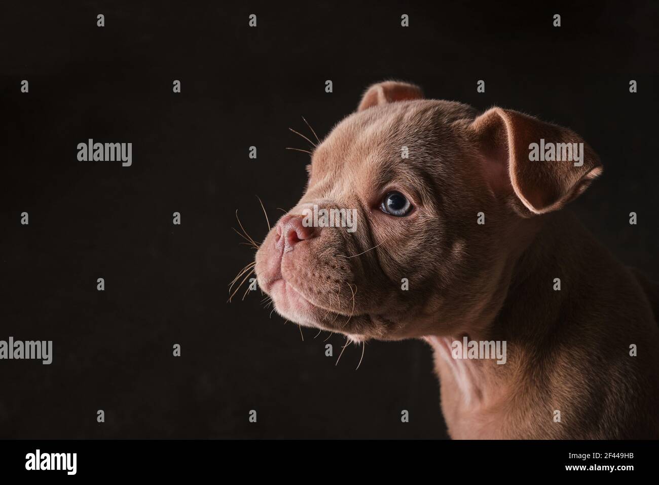 American Bully Bulldogge Pitbull Welpe mit schwarzem Hintergrund Stockfoto