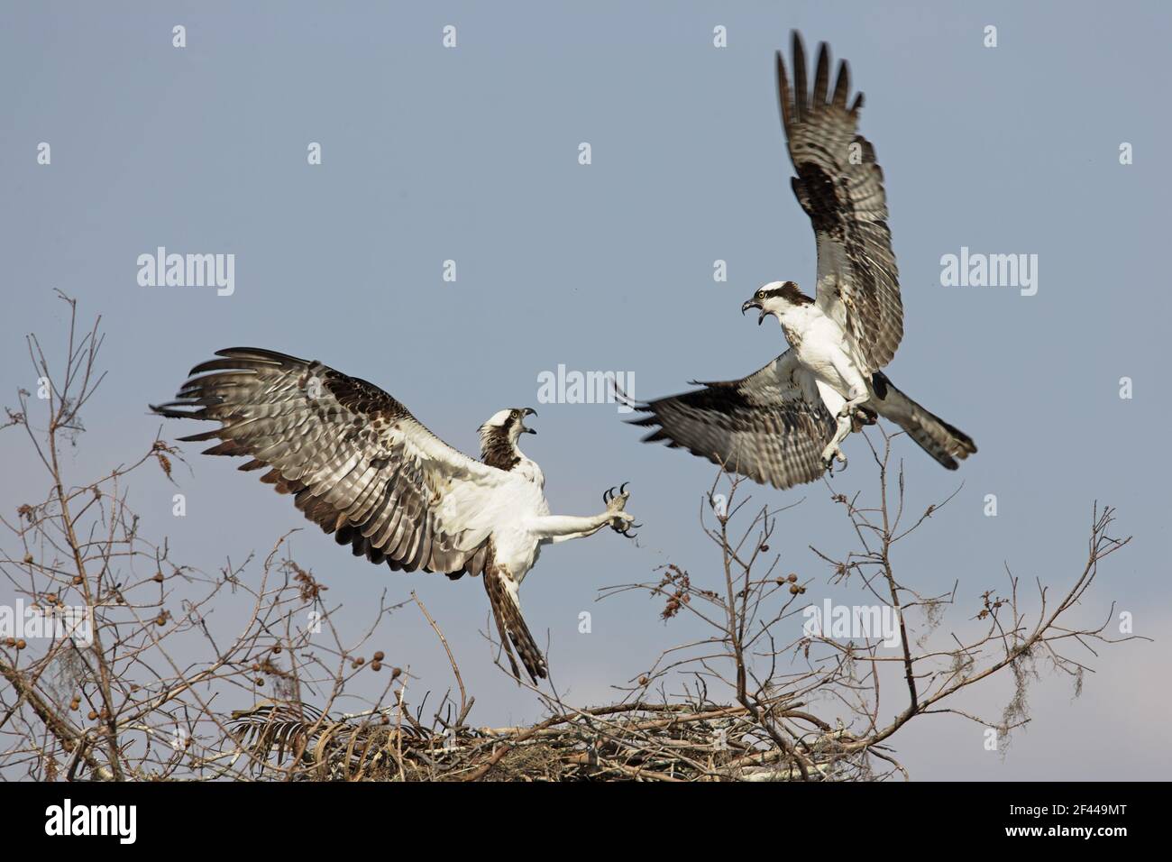 Fischadler kämpfen um Nestplatz (Pandon haliaetus) Cypress Lake, florida, USA BI001342 Stockfoto