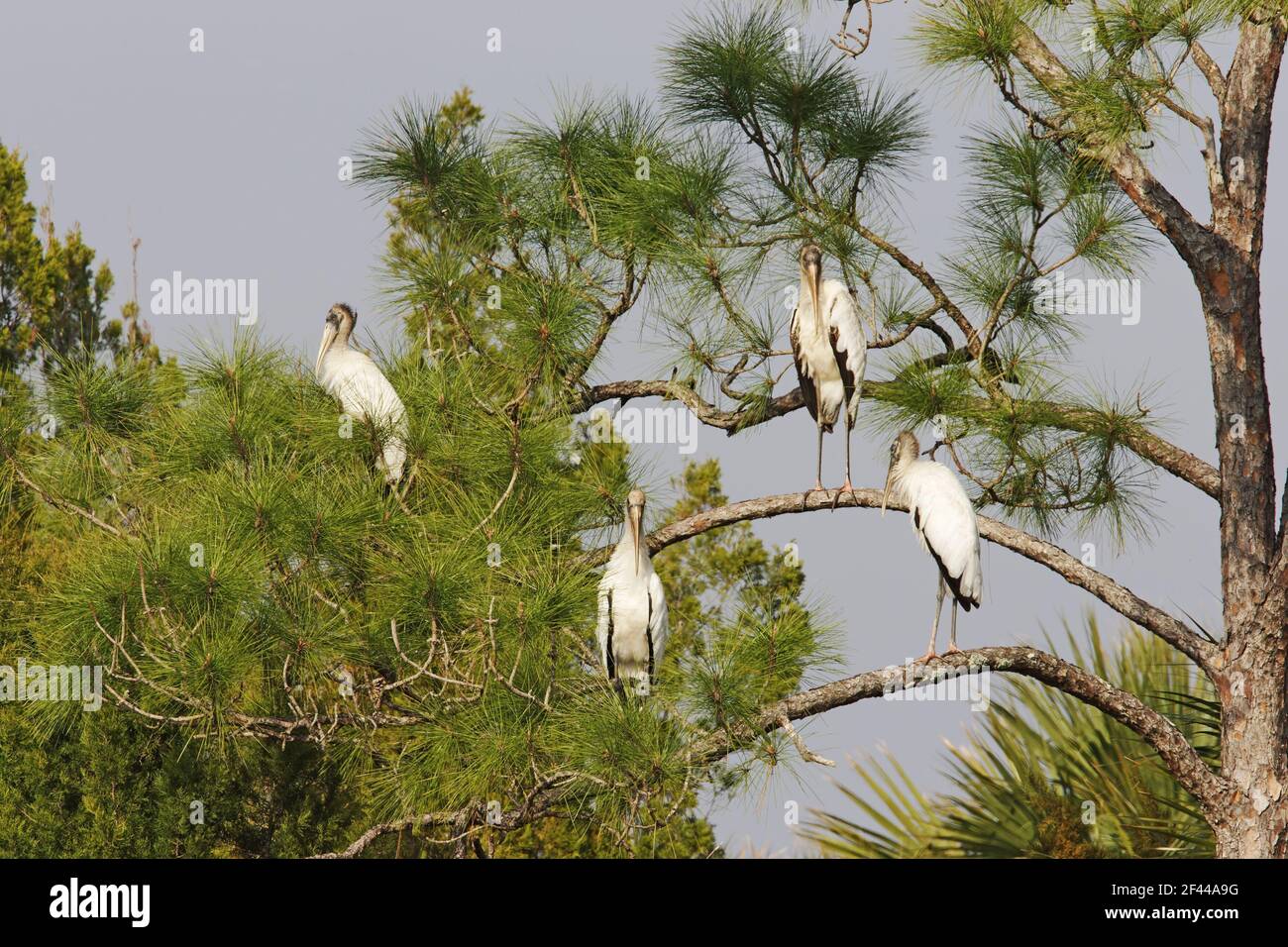 Holzstörche im Baum (Mycteria americana) Merrit Island NWR, florida, USA BI001570 Stockfoto