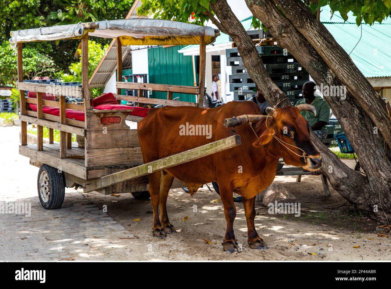 Geographie / Reisen, Seychellen, La Digue, Ochenkarren als traditionelles Transportmittel, Additional-Rights-Clearance-Info-Not-available Stockfoto