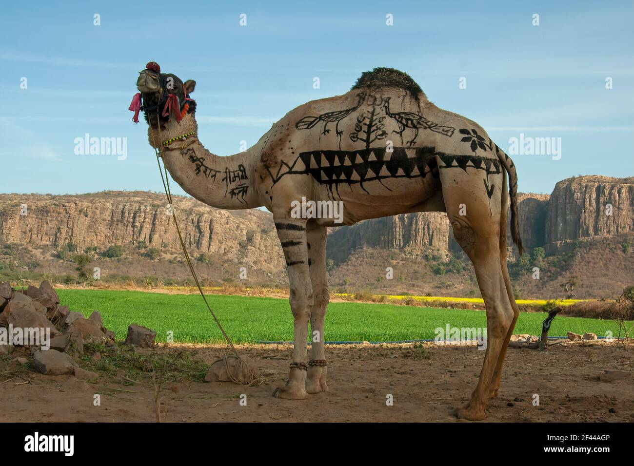 Domestiziertes Kamel, das vor einem Ackerland mit Bergen im Hintergrund im Wüstenstaat Rajasthan, Indien und Asien steht Stockfoto