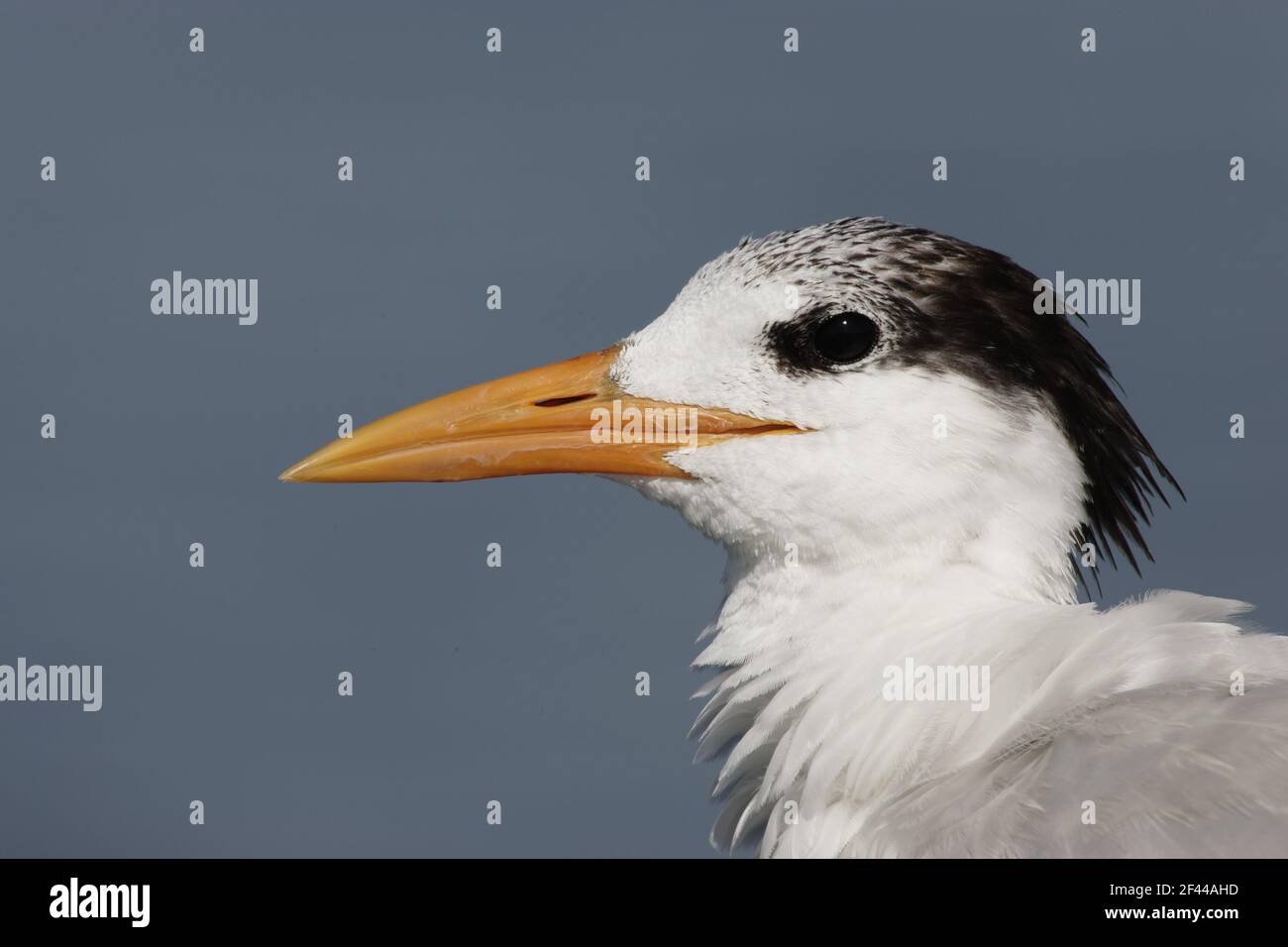 Royal Tern Head Shot (Sterna maxima) Fort de Soto, florida, USA BI001657 Stockfoto