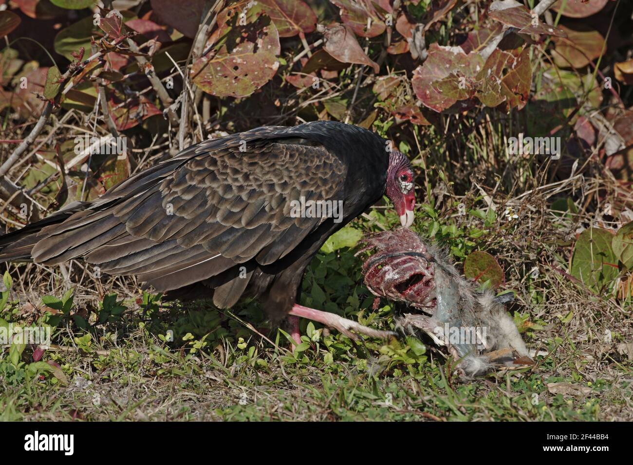 Türkei Geier mit totem Waschbär (Cathartes Aura) Fort de Soto, florida, USA BI001788 Stockfoto