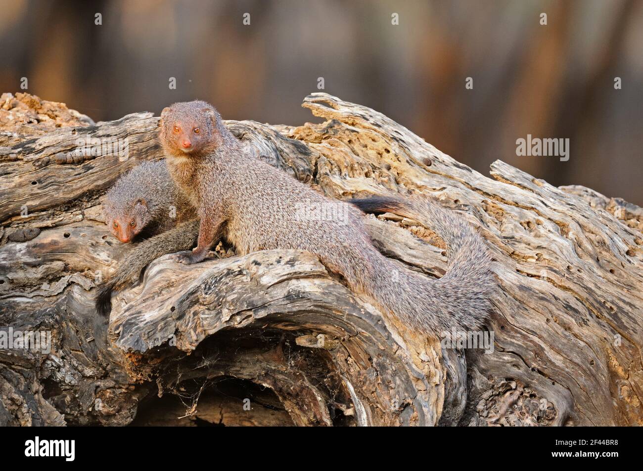 Indischer mungo rajasthan Stockfotos und bilder Kaufen Alamy