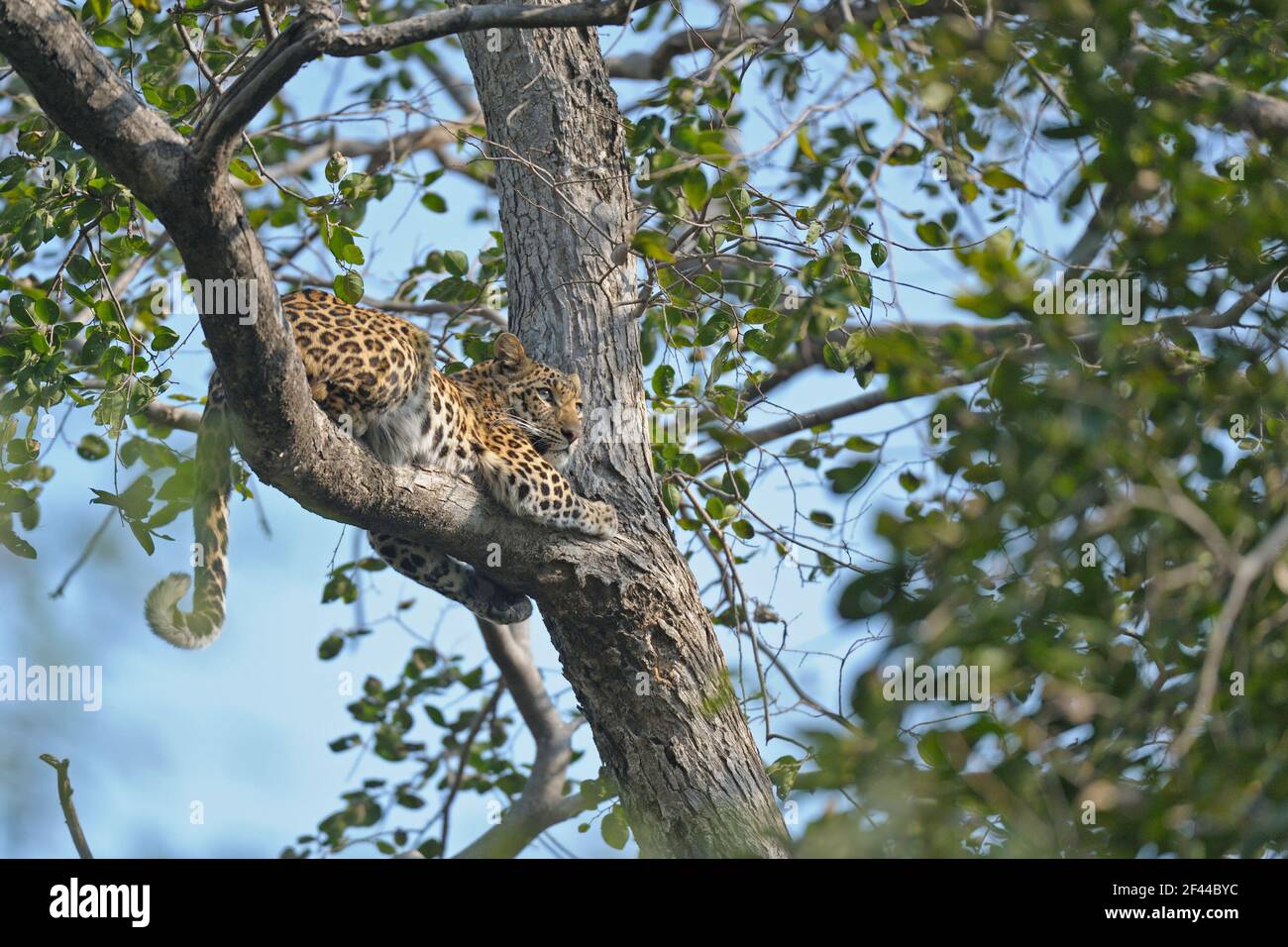 Leopard sitzt auf einem Baum, Ranthambore National Park, Wildlife Sanctuary, Ranthambhore, Sawai Madhopur, Rajasthan, Indien, Asien Stockfoto