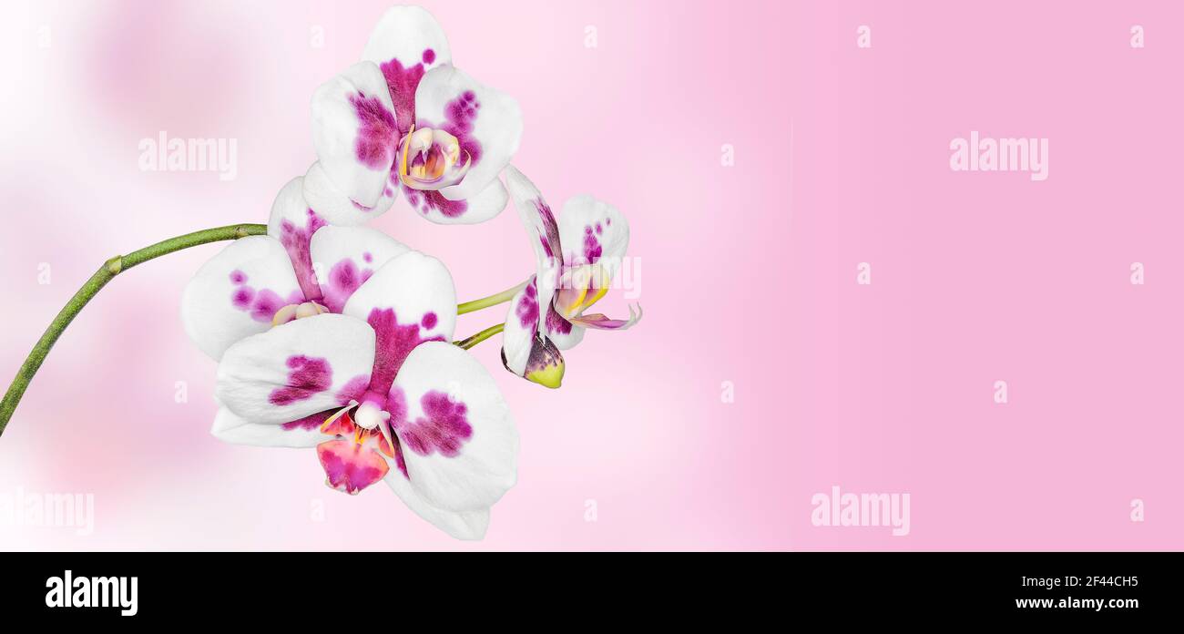 Florale Grenze mit weiß lila phalaenopsis, Orchideenblumen schließen auf rosa Farbverlauf Hintergrund. Banner oder Grußkarte mit zarten exotischen Tropen Stockfoto