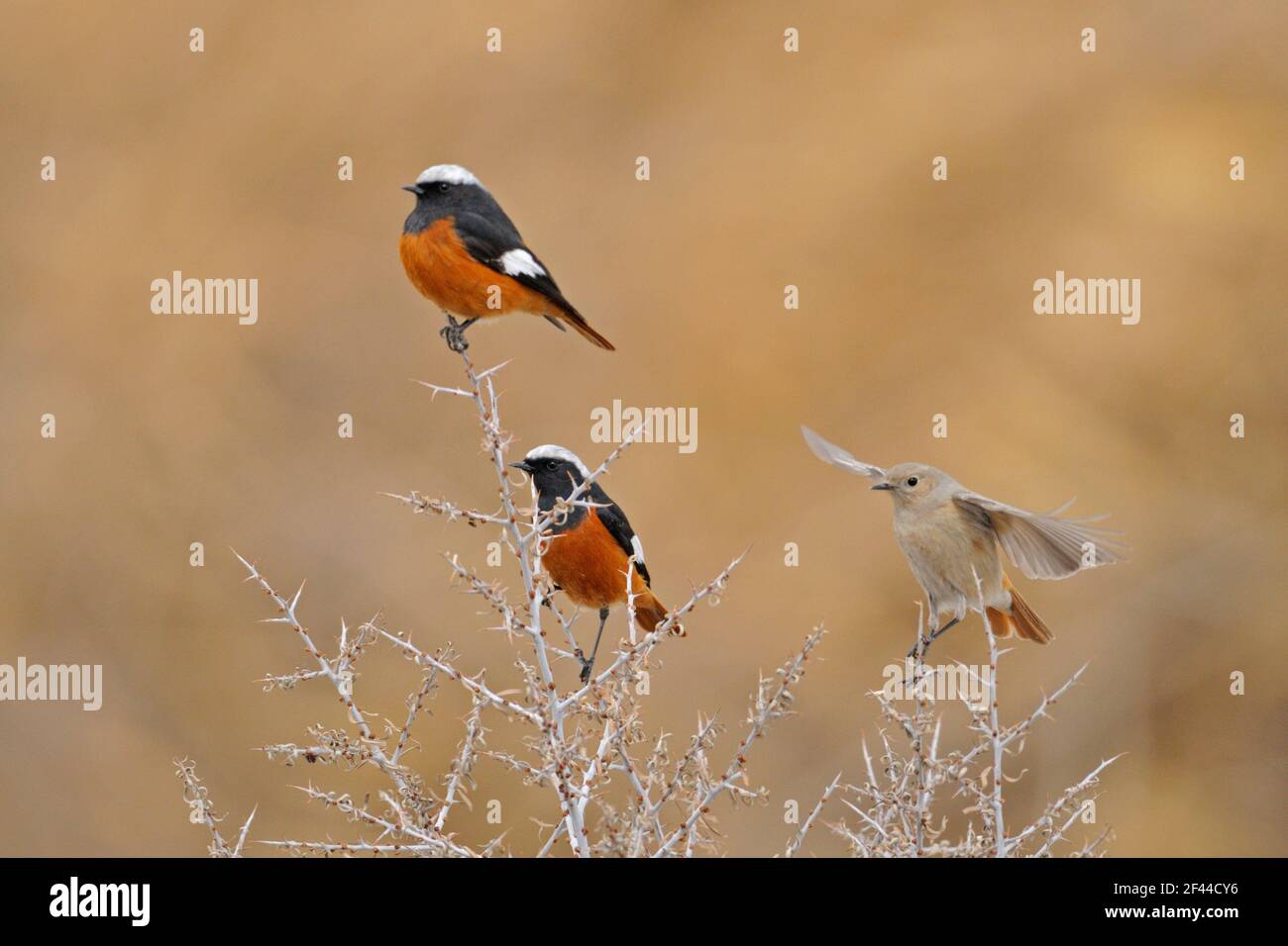 Weißer geflügelter Rottanz, Phoenicurus erythrogaster, auf Sanddorn, Hippophae Rhamnoides Busch, Hemis-Nationalpark, Höhenlage, Ladakh, Jammu und Kaschmir, Kaschmir, Indien, Asien Stockfoto