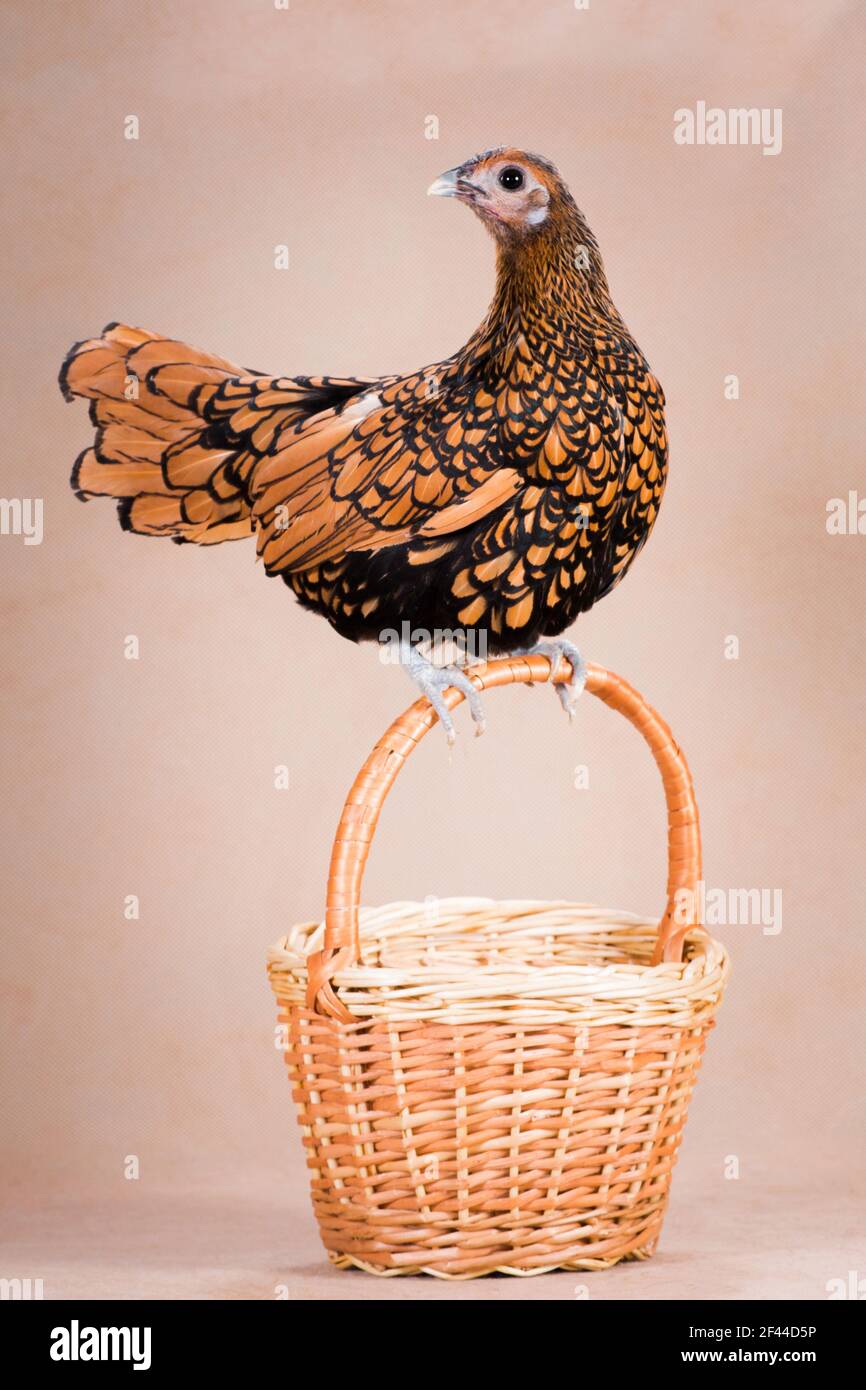 Sebell goldene bantam Huhn Henne sitzt auf dem Griff eines Korbkorbes auf einem beigen Hintergrund in einem Fotostudio, vertikale Foto Stockfoto