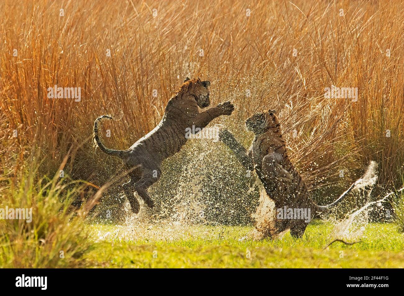 Zwei Royal Bengal Tigers spielen, Ranthambore National Park, Wildlife Sanctuary, Ranthambhore, Sawai Madhopur, Rajasthan, Indien, Asien Stockfoto