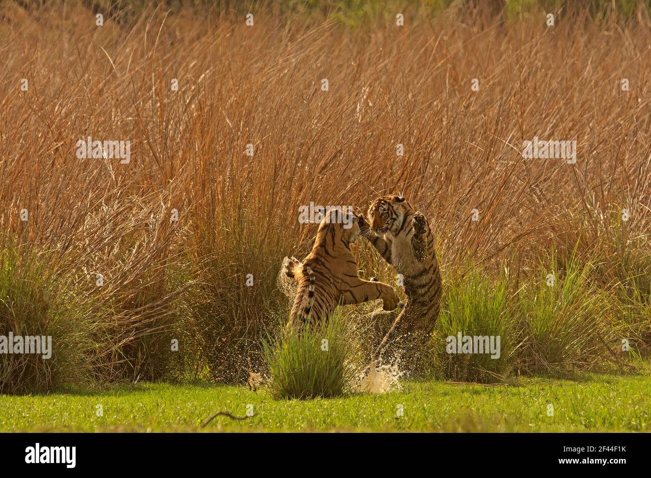 Zwei Royal Bengal Tigers spielen, Ranthambore National Park, Wildlife Sanctuary, Ranthambhore, Sawai Madhopur, Rajasthan, Indien, Asien Stockfoto