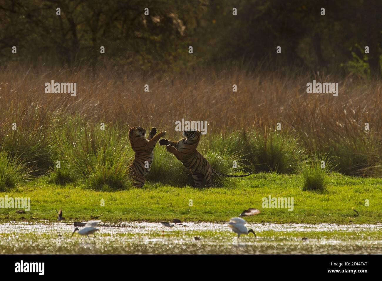 Zwei Royal Bengal Tigers spielen, Ranthambore National Park, Wildlife Sanctuary, Ranthambhore, Sawai Madhopur, Rajasthan, Indien, Asien Stockfoto