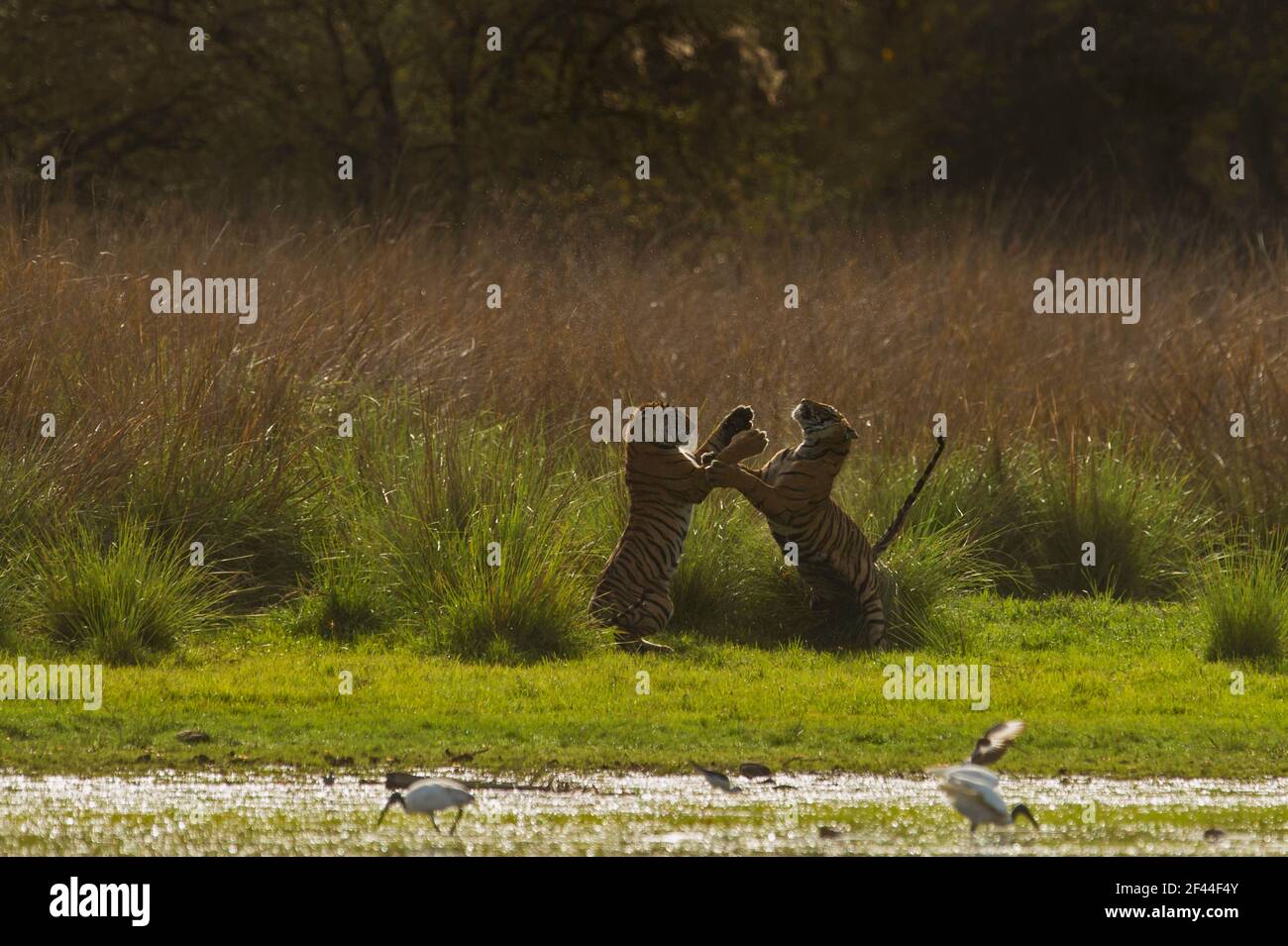 Zwei Royal Bengal Tigers spielen, Ranthambore National Park, Wildlife Sanctuary, Ranthambhore, Sawai Madhopur, Rajasthan, Indien, Asien Stockfoto