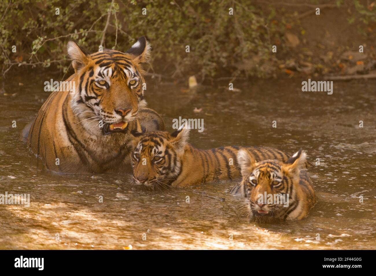 Royal Bengal Tiger Tigress Cubs kühlendes Wasserloch, Ranthambore National Park, Wildlife Sanctuary, Ranthambhore, Sawai Madhopur, Rajasthan, Indien, Asien Stockfoto