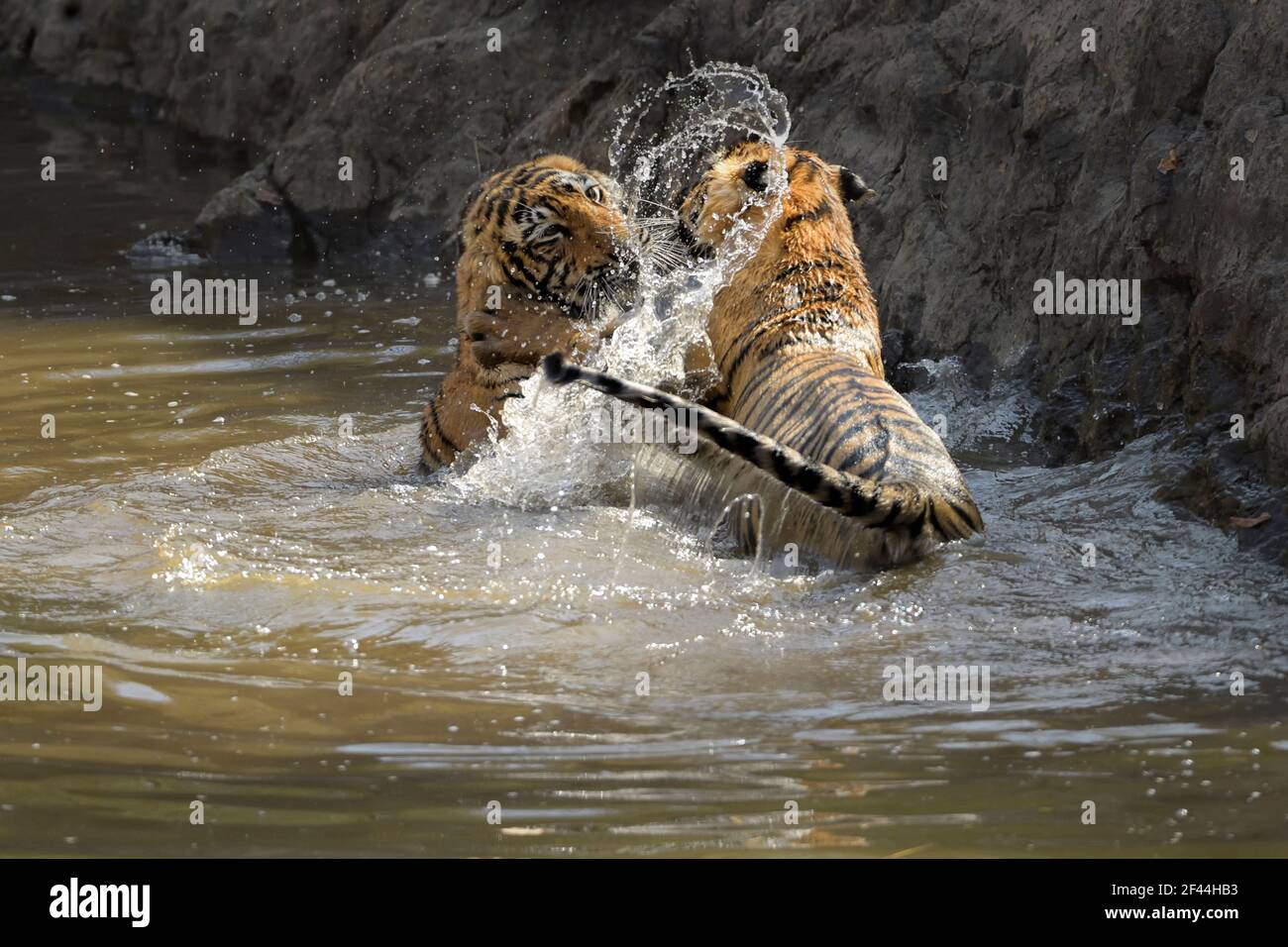 Zwei unterErwachsene wilde Tiger Jungen spielen in einem Wasser Loch während der heißen und trockenen Sommer in Ranthambhore Tiger Reserve von Indien Stockfoto