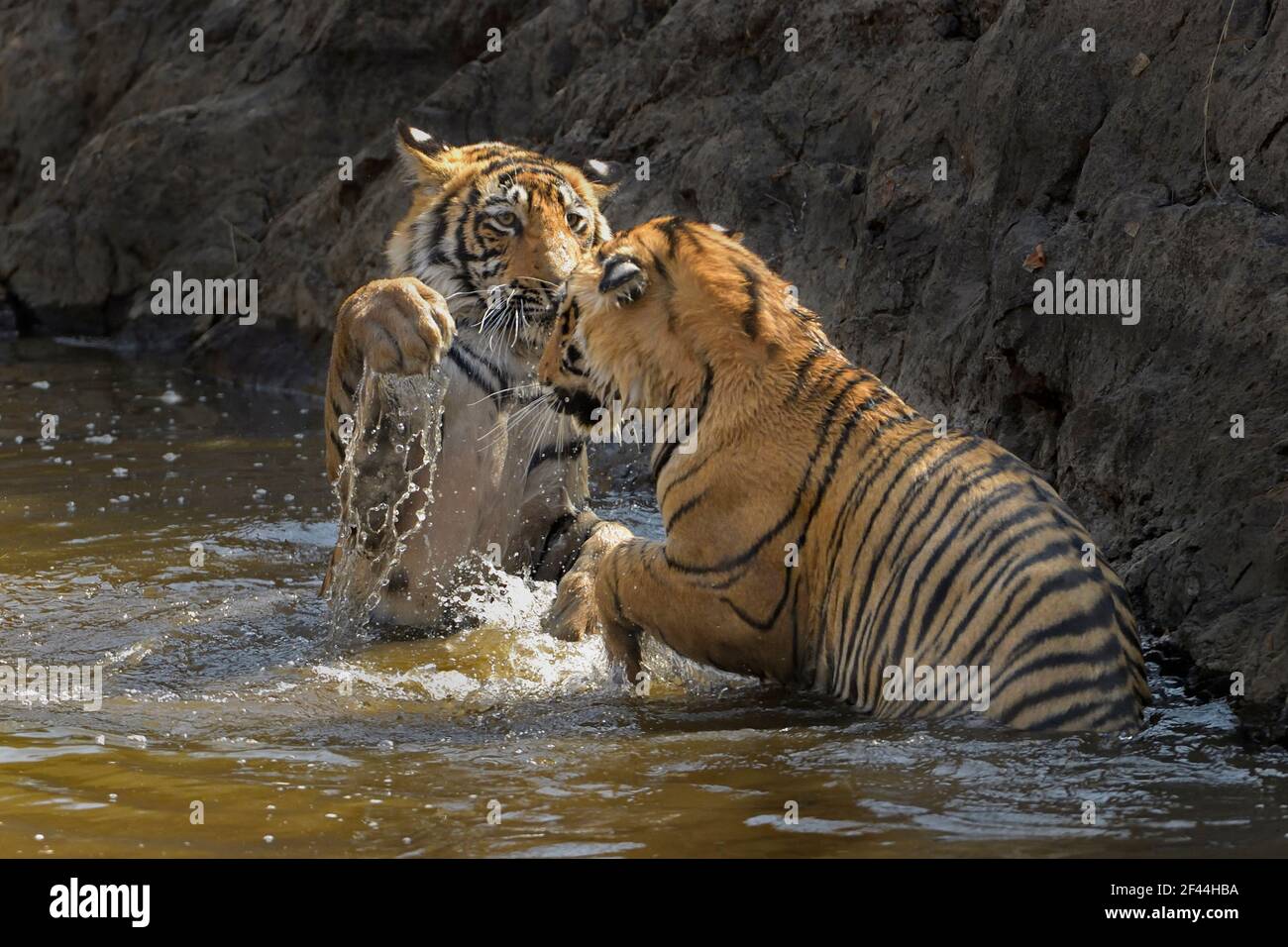 Zwei unterErwachsene wilde Tiger Jungen spielen in einem Wasser Loch während der heißen und trockenen Sommer in Ranthambhore Tiger Reserve von Indien Stockfoto