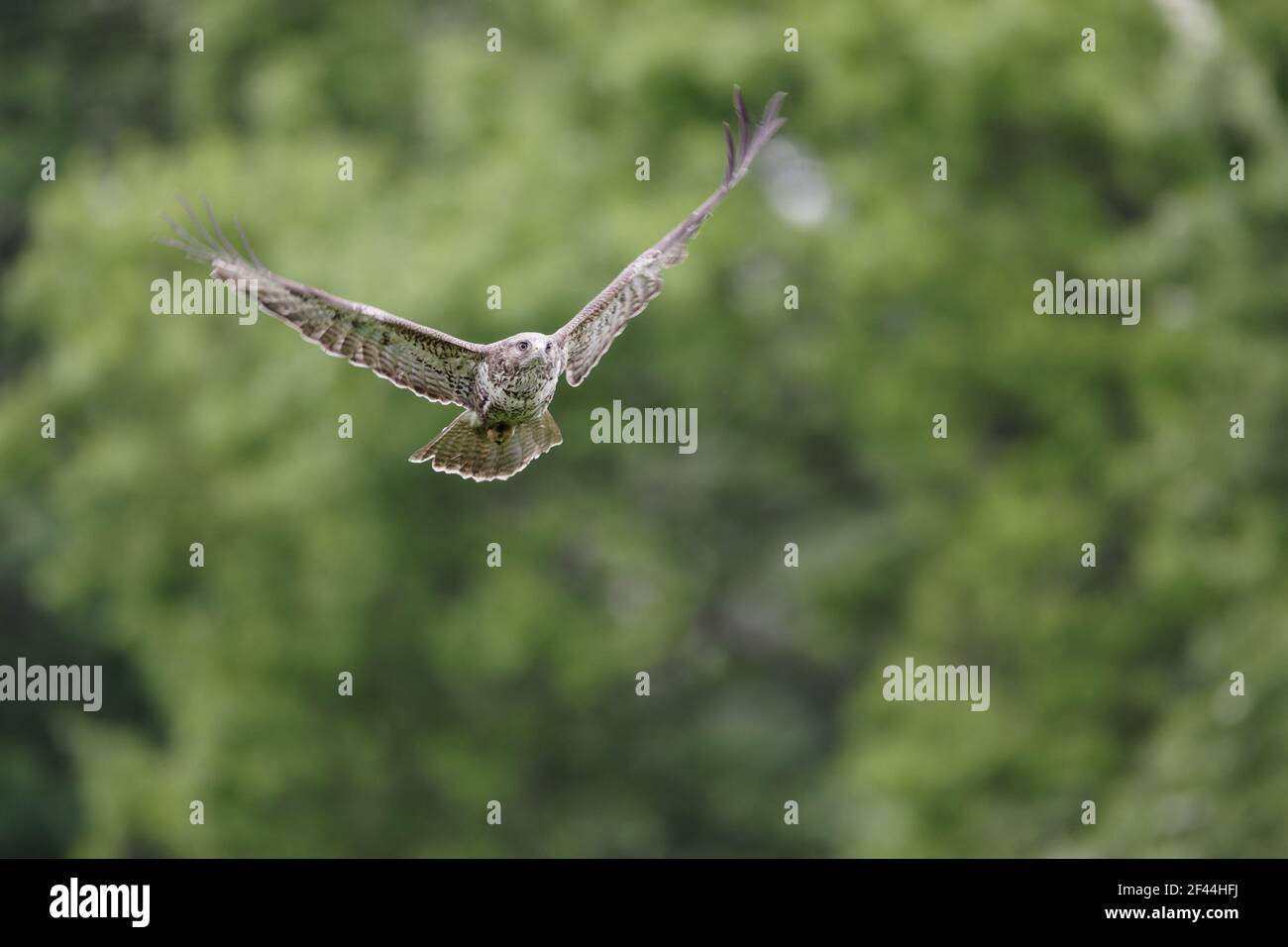 Bussard im Flug (Buteo buteo) Mid Wales BI003091 Stockfoto