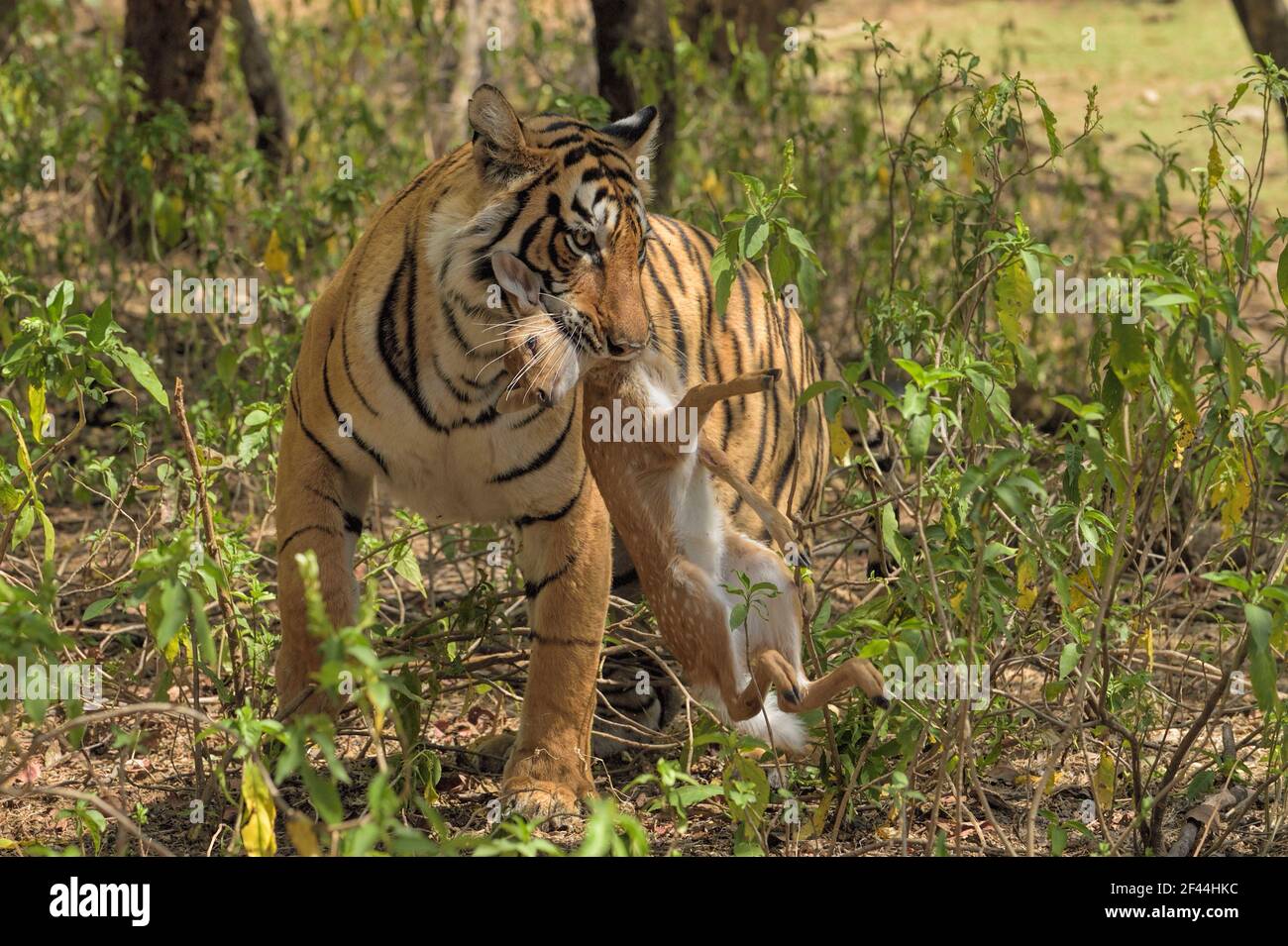 Royal Bengal Tiger trägt gefleckte Hirschkalb im Mund, Ranthambore National Park, Wildlife Sanctuary, Ranthambhore, Sawai Madhopur, Rajasthan, Indien, Asien Stockfoto