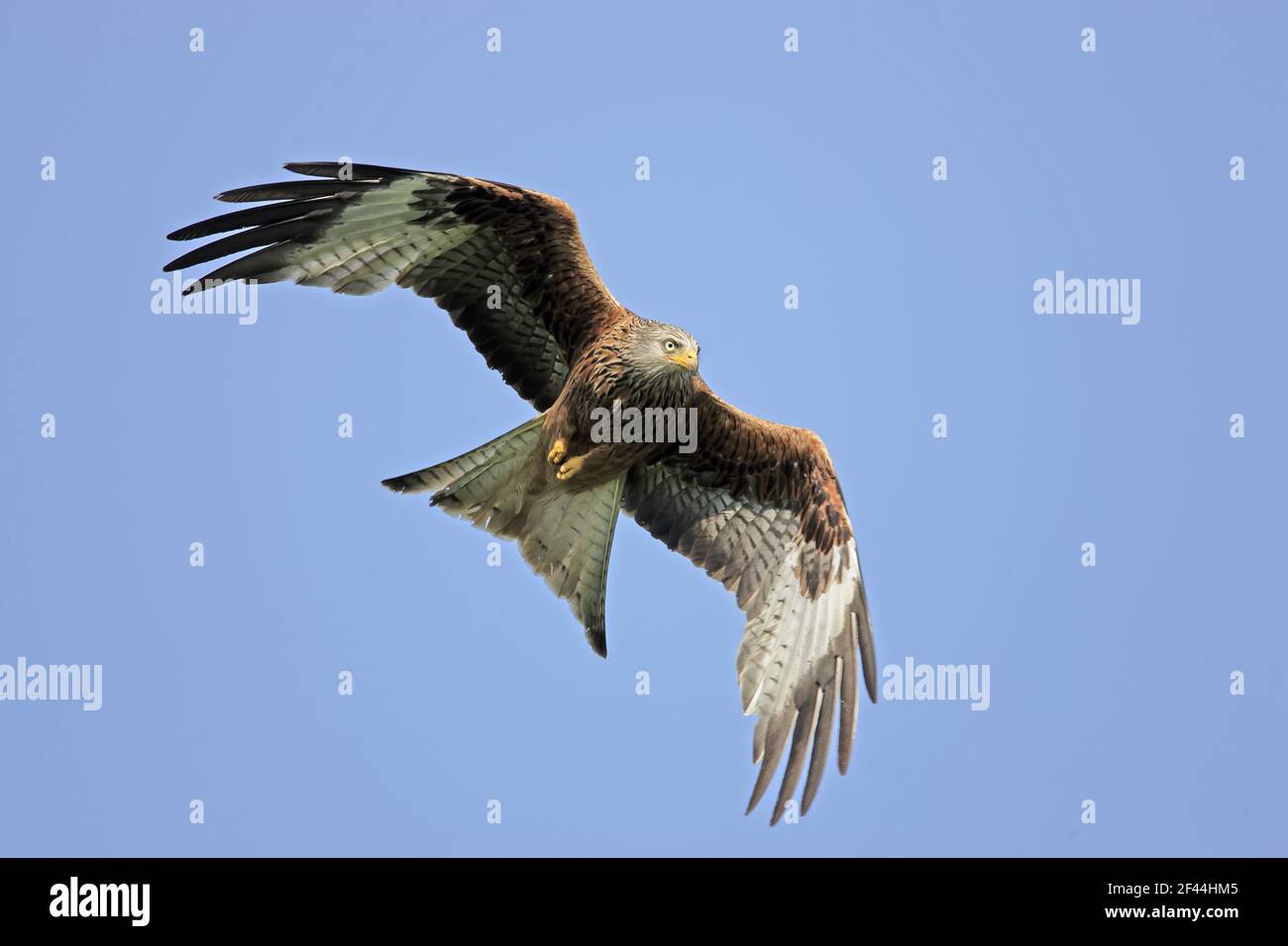 Red Kite in Flight (Milvus milvus) Gigrin Farm Wales BI003141 Stockfoto