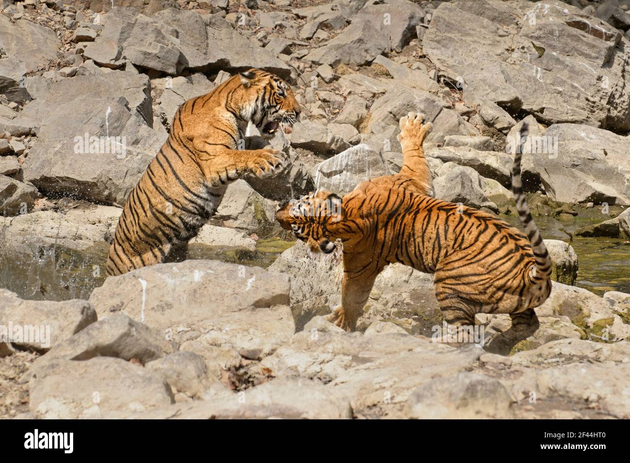 Zwei Royal Bengal Tigers Fighting, Ranthambore National Park, Wildlife Sanctuary, Ranthambhore, Sawai Madhopur, Rajasthan, Indien, Asien Stockfoto