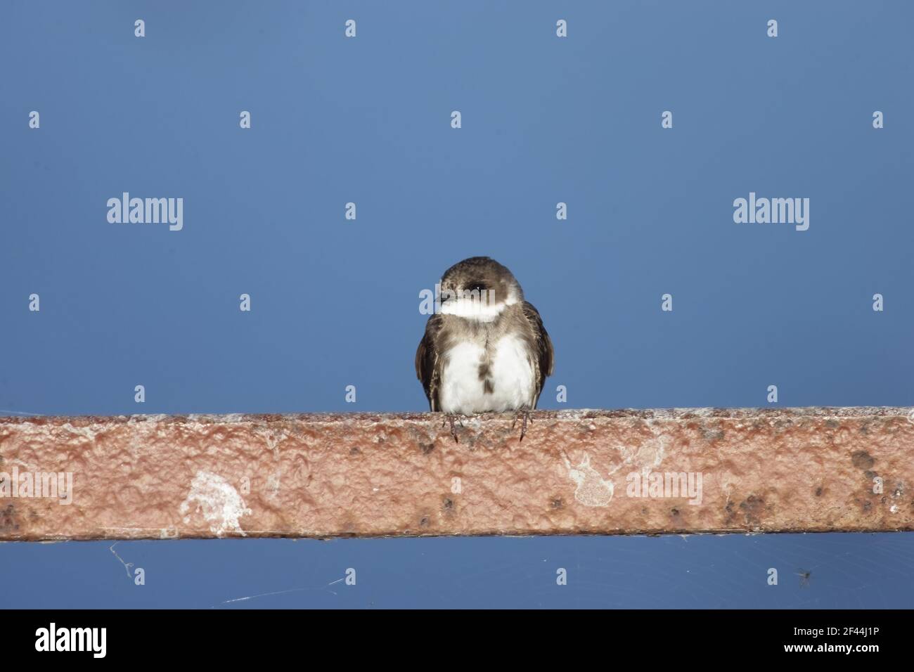 Sand Martin (Bank Swallow in USA)(Riparia riparia) Klamath NWR Oregon, USA BI003325 Stockfoto