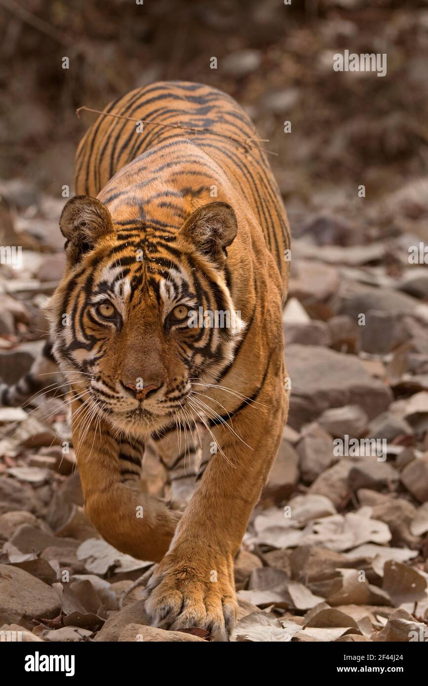 Royal Bengal Tiger Stalking Jagd, Ranthambore National Park, Wildlife Sanctuary, Ranthambhore, Sawai Madhopur, Rajasthan, Indien, Asien Stockfoto