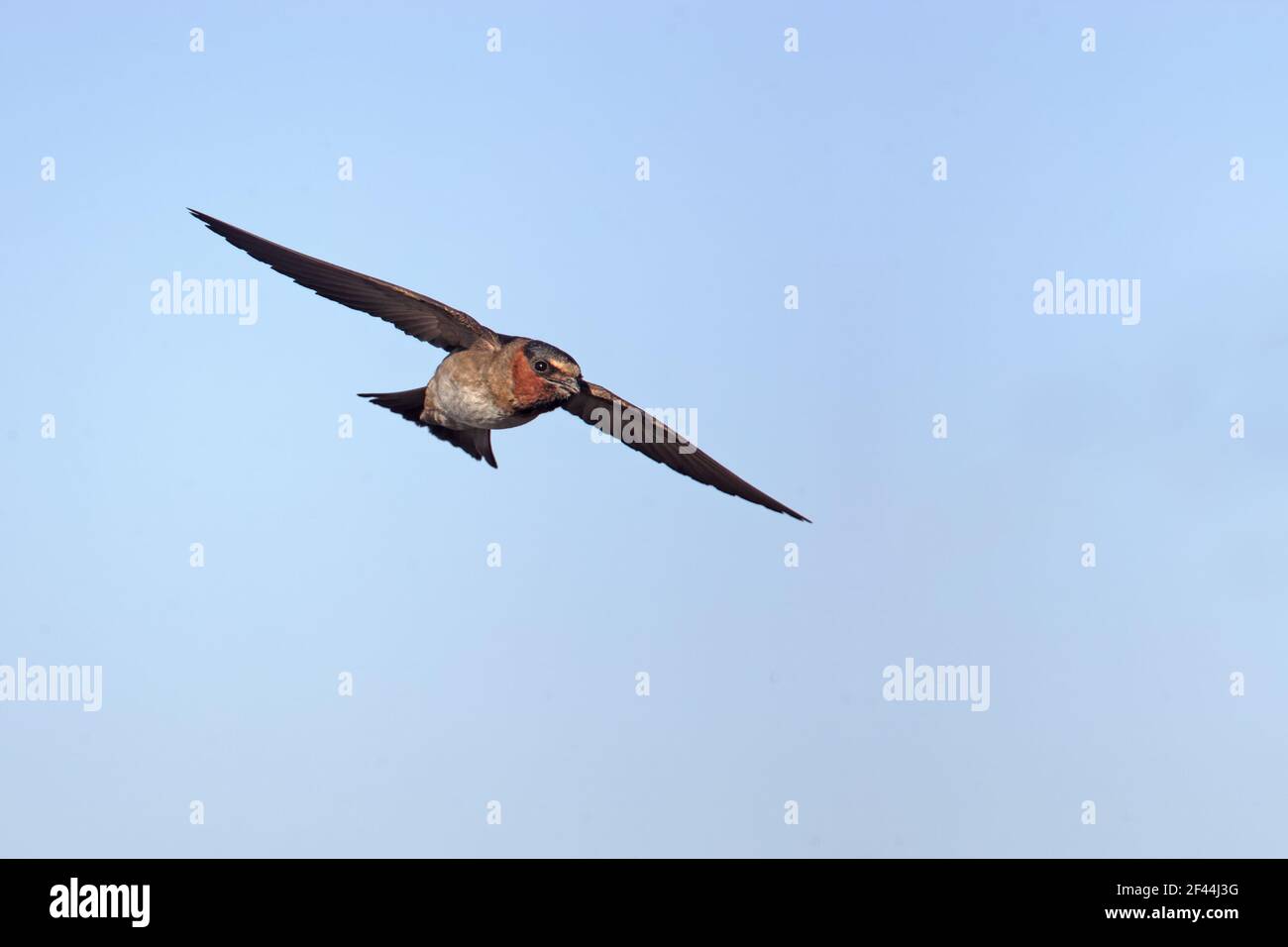 Cliff Swallow in Flight (Hirundo pyrrhonata) Klamath NWR Oregon, USA BI003331 Stockfoto