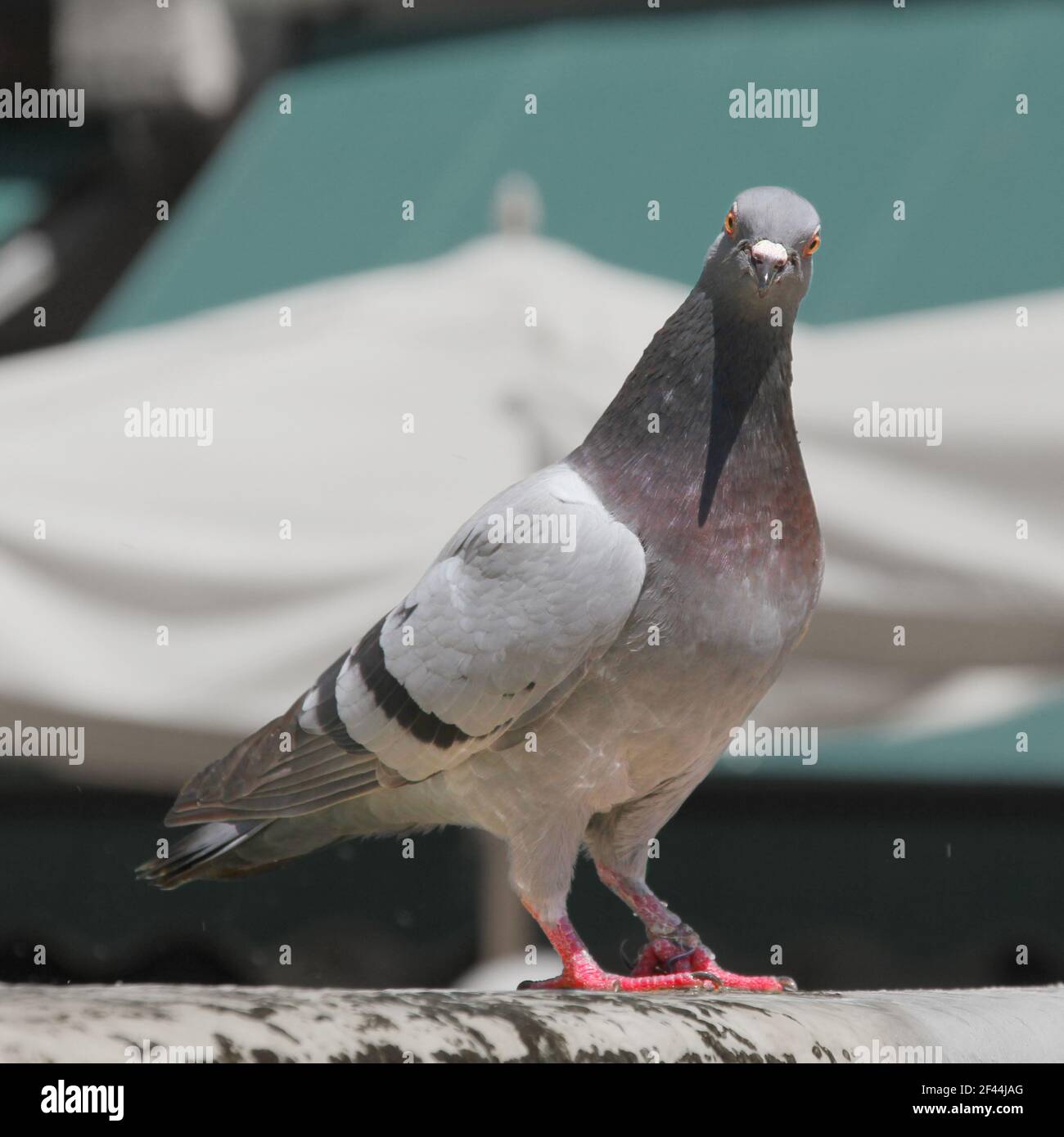 Eine Stadttaube. Die Vögel stehen und man sieht den Vogel von der Vorderseite seines Schnabels. Stockfoto