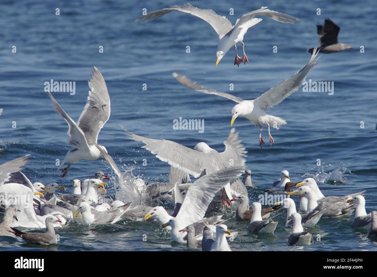 Wassermöwe & Heermann's Möwe (Larus glaucescens) & (Larus heermannii) Fütterung auf Köder Ball in der Nähe von Oberfläche Meerenge von Juan de Fuca Washington St Stockfoto