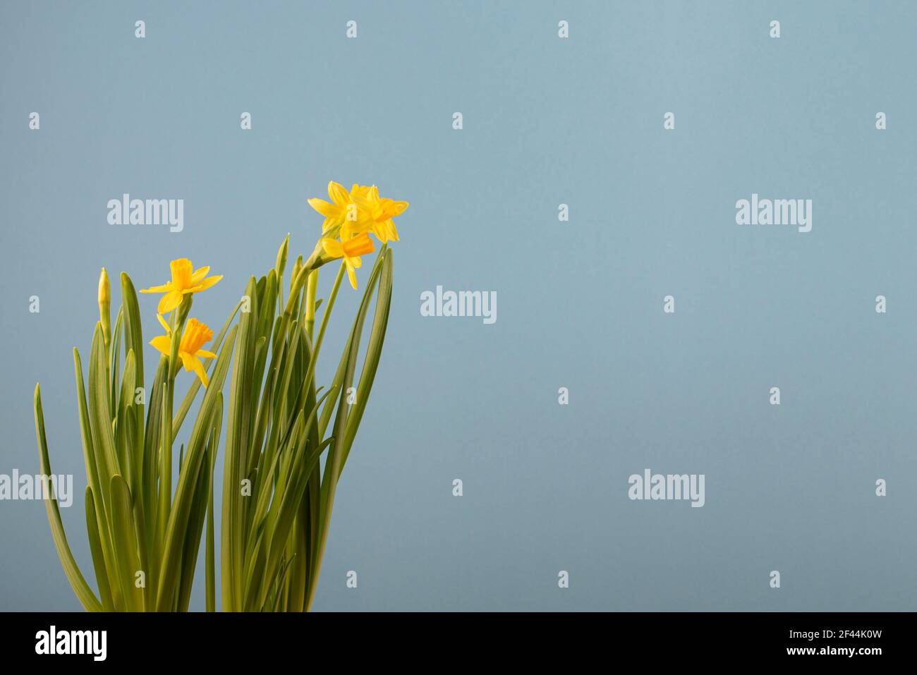 Daffodil isoliert auf blauem Hintergrund für Feier-Design. Federkonzept. Minimalistisches Blumenkonzept. Speicherplatz kopieren. Stockfoto