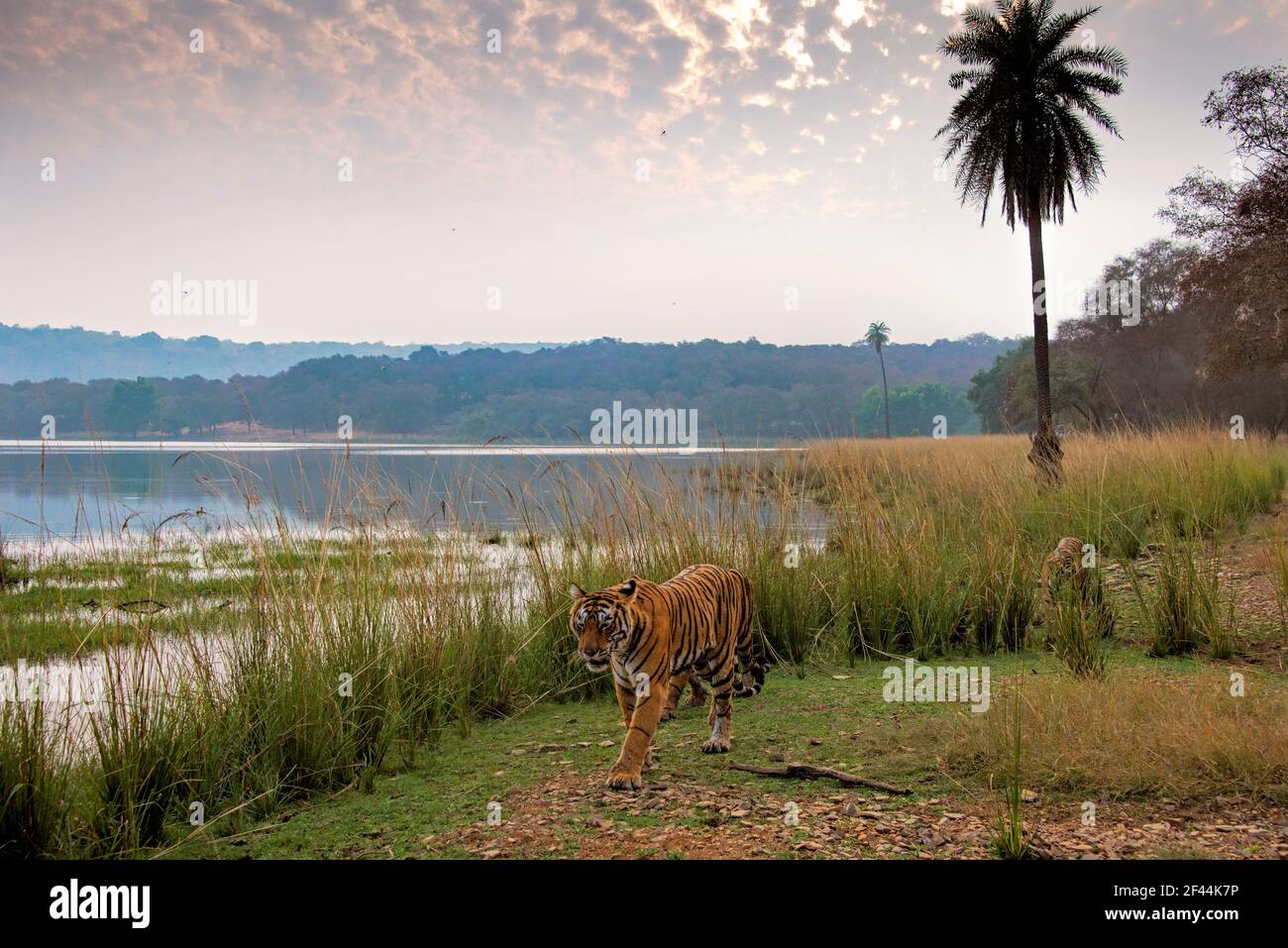 Wilde bengalische Tigerin mit ihren zwei erwachsenen Jungen, die im Morgengrauen am Ufer eines Sees entlang in Ranthambhore Tiger Reserve, Indien, wandern Stockfoto