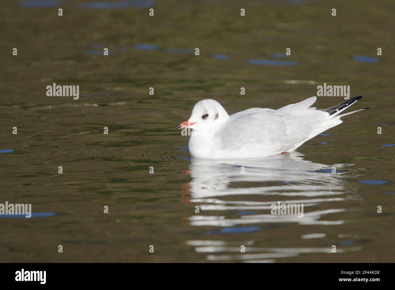 Black headed Gull - Winter PlumageLarus ridibundus Sussex, UK BI006707 Stockfoto