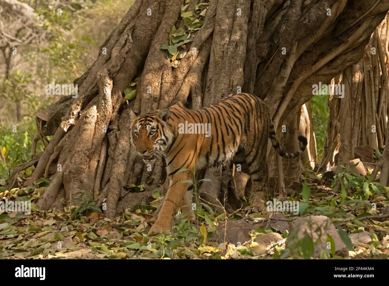 Tiger, der über den Stamm eines riesigen Banyan-Baumes in den Wäldern des Ranthambhore-Nationalparks in Indien geht Stockfoto