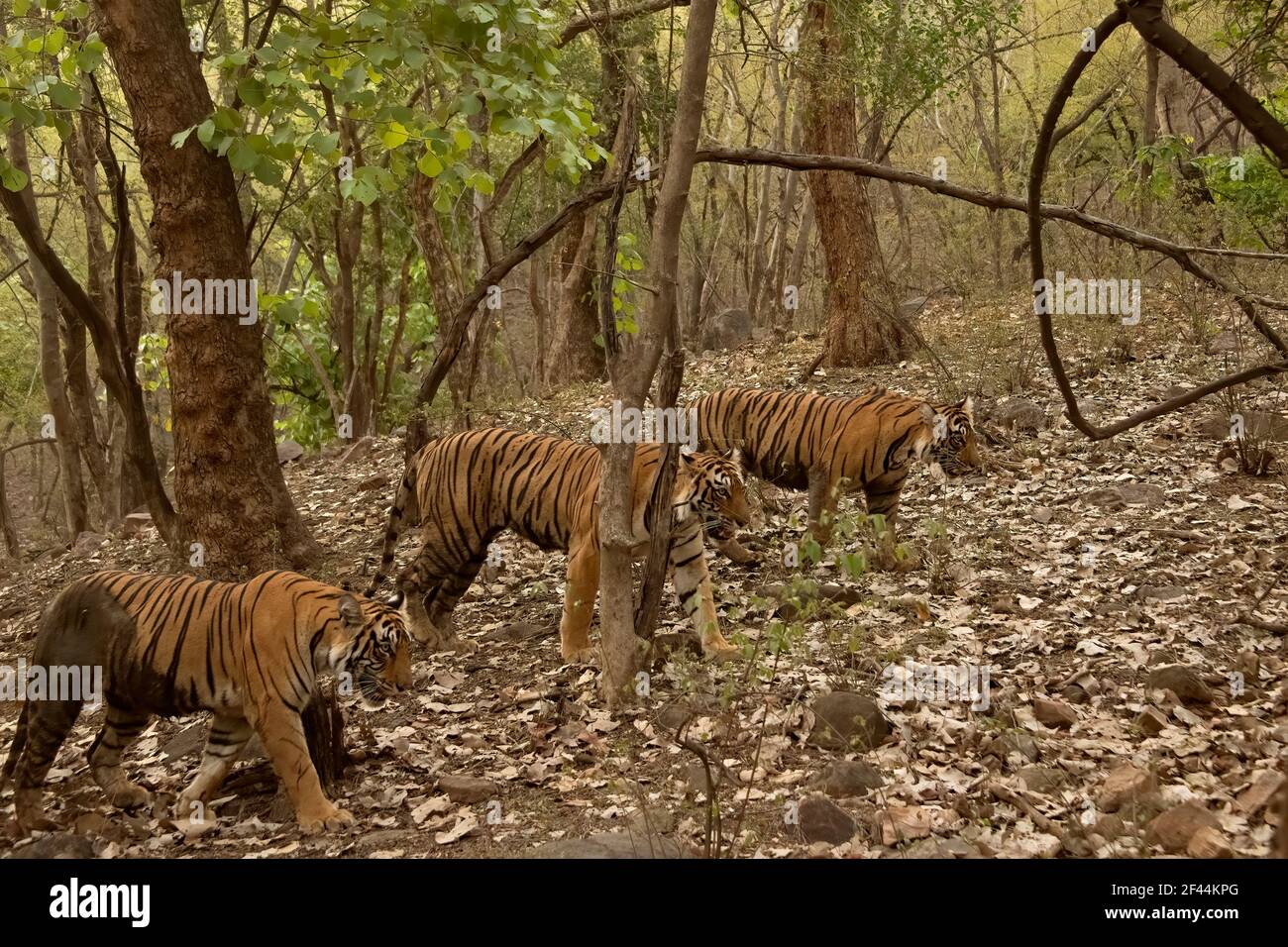 Drei Tiger, eine Mutter und zwei fast ausgewachsene Jungen, die während der Monsunsaison in Indien in den grünen Wäldern von Ranthambhore wandern Stockfoto