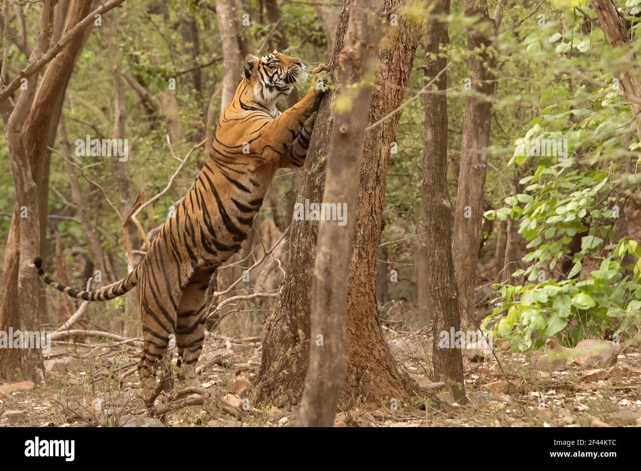 Bengaler Tiger, der auf den Hinterbeinen steht und sich ausdehnt, um einen Baumstamm zu kratzen, eine Möglichkeit, Territorium zu markieren, Ranthambore National Park, Sawai Madhopur, Rajasthan, Indien, Asien Stockfoto