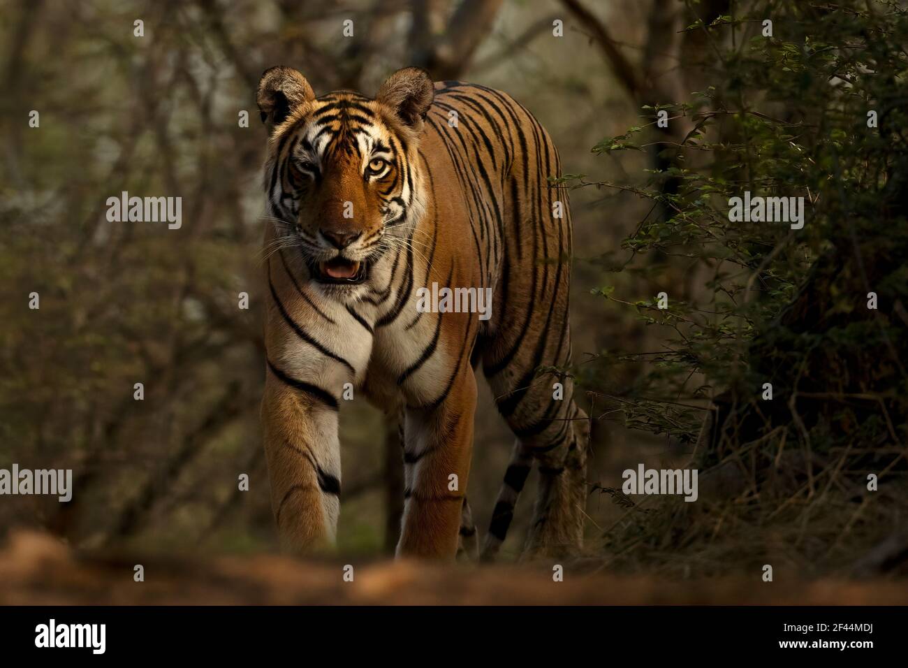 Royal Bengal Tiger Walking, Ranthambore National Park, Wildlife Sanctuary, Sawai Madhopur, Rajasthan, Indien, Asien Stockfoto