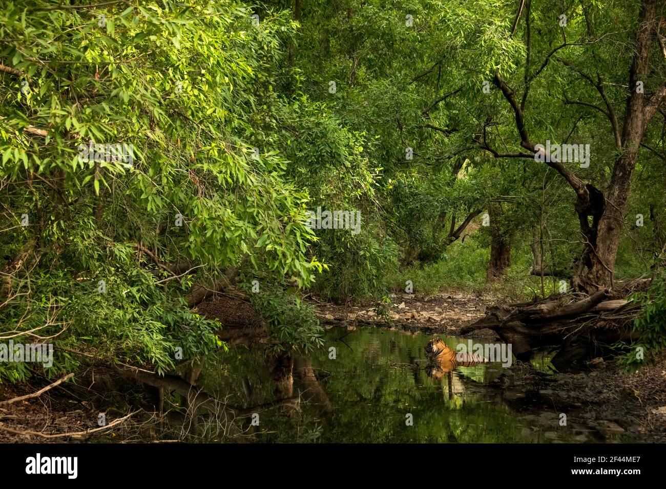 Royal Bengal Tiger sitzen Wasserloch, Ranthambore National Park, Wildlife Sanctuary, Sawai Madhopur, Rajasthan, Indien, Asien Stockfoto