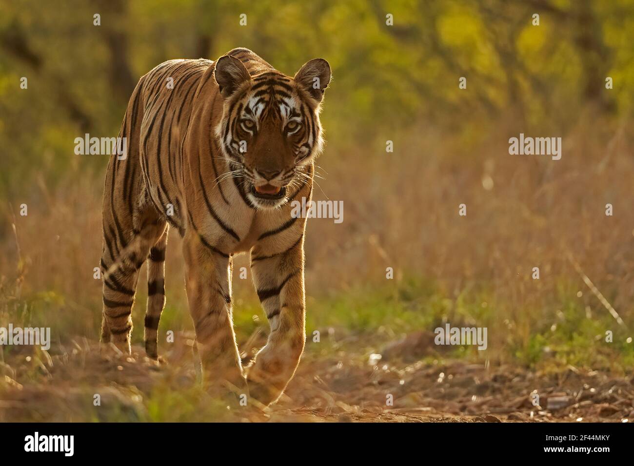 Royal Bengal Tiger Walking, Ranthambore National Park, Wildlife Sanctuary, Sawai Madhopur, Rajasthan, Indien, Asien Stockfoto
