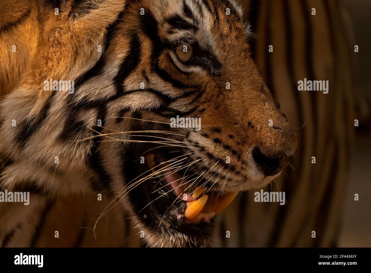 Royal Bengal Tiger Face, Ranthambore National Park, Wildlife Sanctuary, Sawai Madhopur, Rajasthan, Indien, Asien Stockfoto