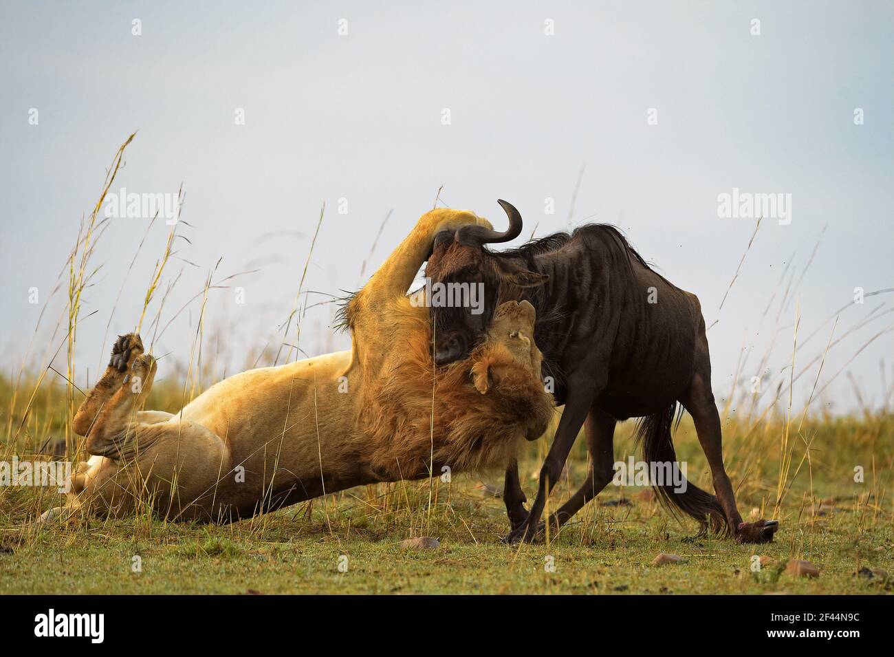 Löwenmännchen attackiert Gnus, gnu, Antilope, Maasai Mara National Reserve, Masai Mara, The Mara, National Park, Wildlife Sanctuary, Narok, Kenia, Afrika Stockfoto
