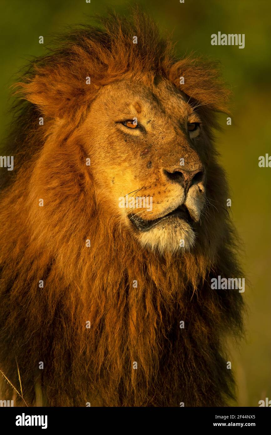 Löwenmännchen, Maasai Mara National Reserve, Masai Mara, The Mara, Nationalpark, Wildlife Sanctuary, Narok, Kenia, Afrika Stockfoto