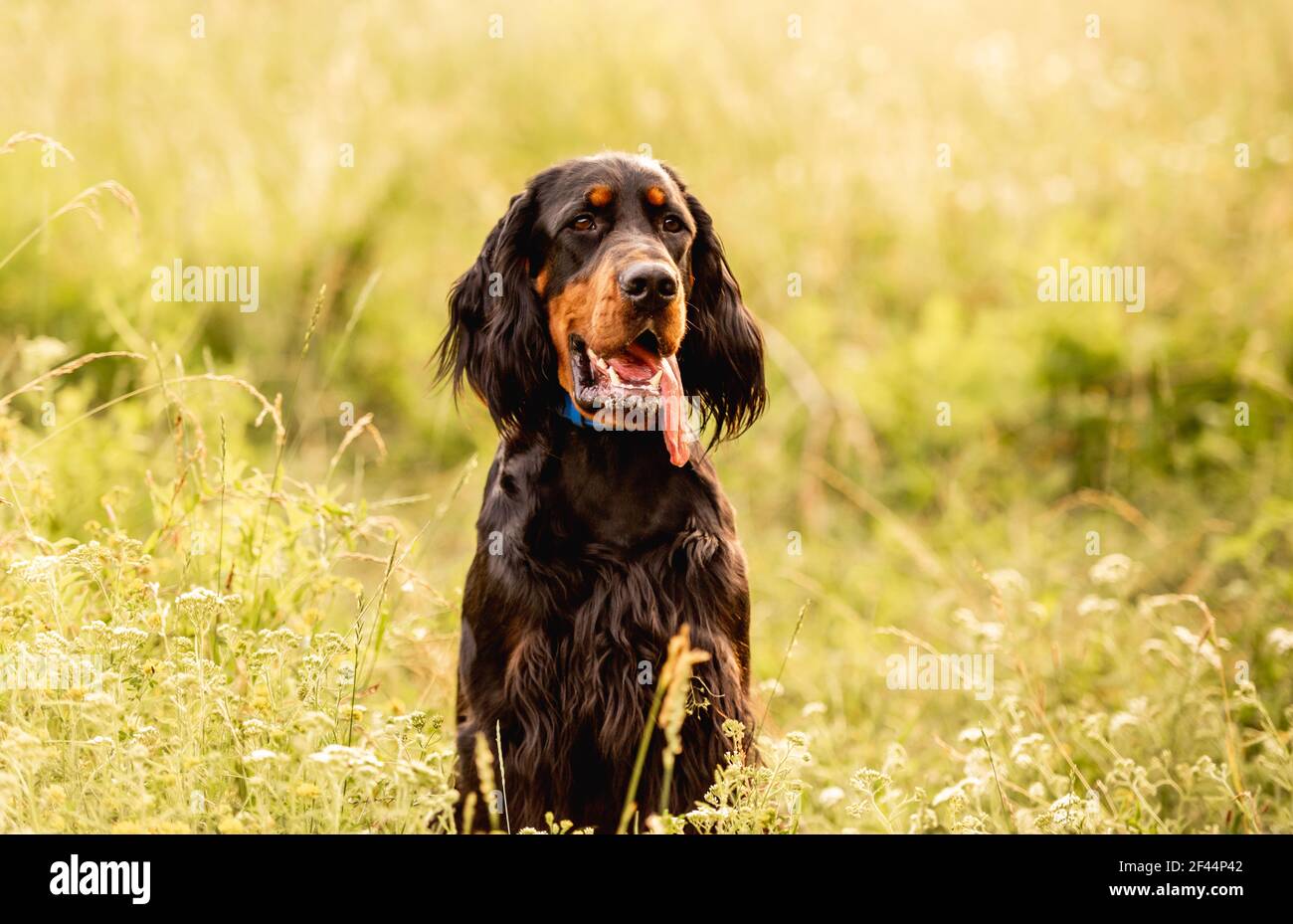 Schottischer Setter sitzt im Sommerrasen Stockfoto