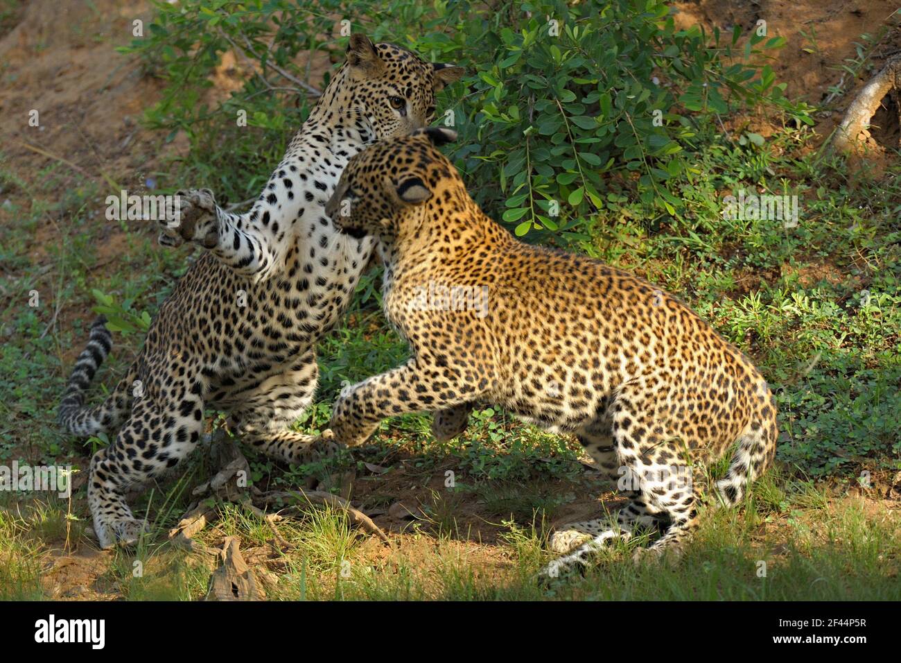 Zwei Leoparden, die kämpfen, Yala Nationalpark, Naturschutzgebiet, Palatupana, Yala, Sri Lanka, Asien Stockfoto