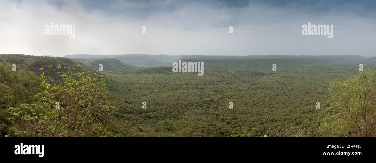 Grüne Wälder, Ranthambore National Park, Wildlife Sanctuary, Ranthambhore, Sawai Madhopur, Rajasthan, Indien, Asien Stockfoto