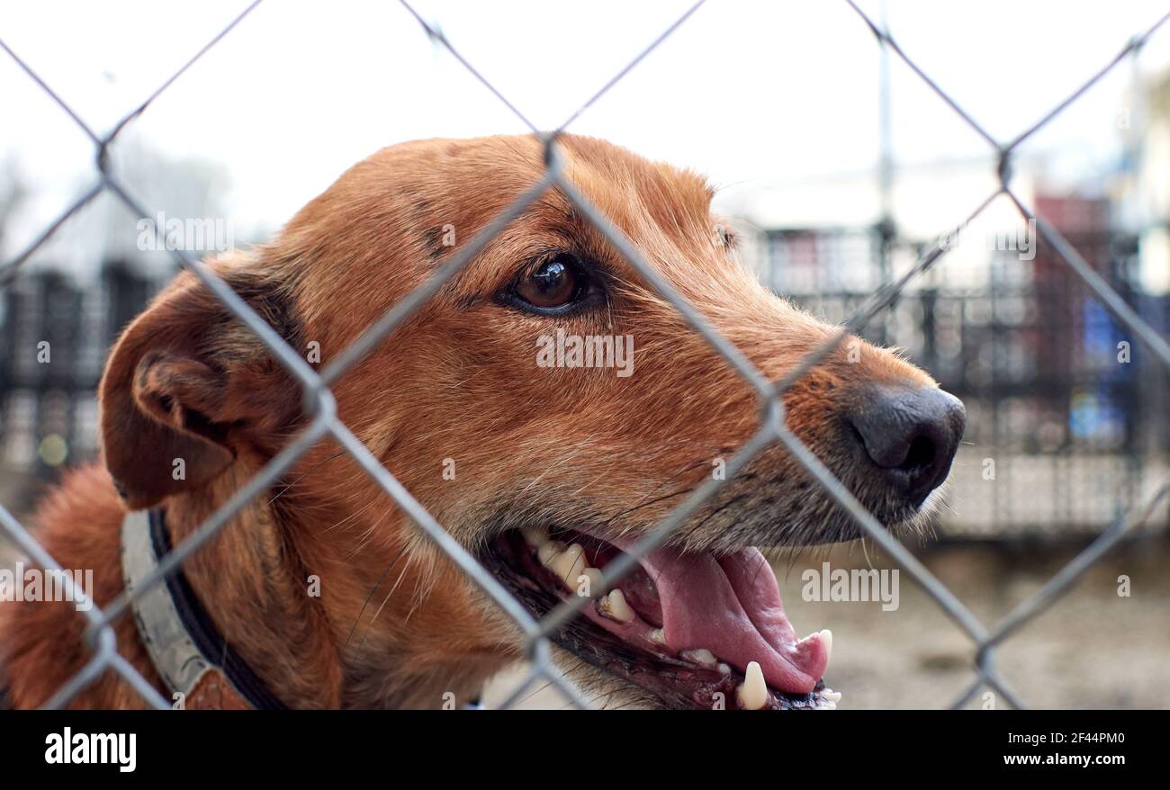 Ein Kopf eines niedlichen Ingwer Hund durch Gitter fenc Stockfoto