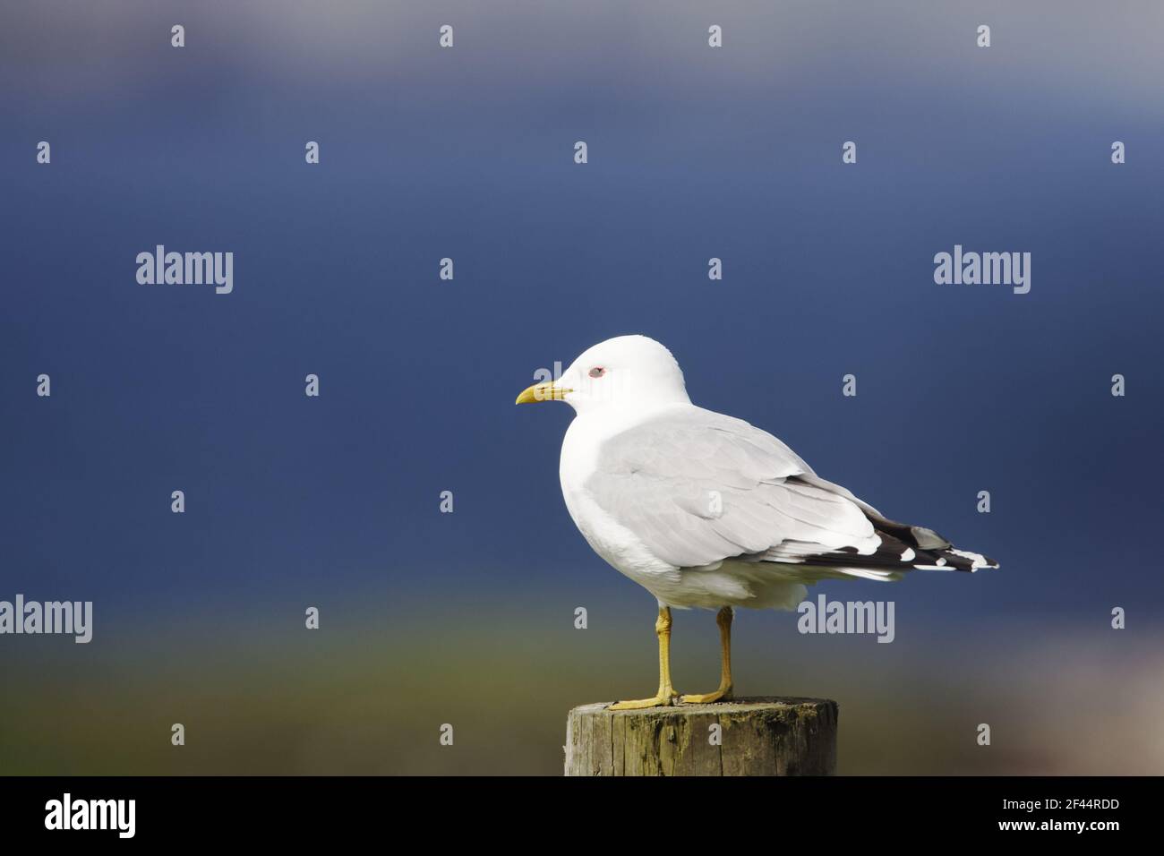Gemeine Möwe - auf PostLarus canus Yell Shetland, UK BI010327 Stockfoto