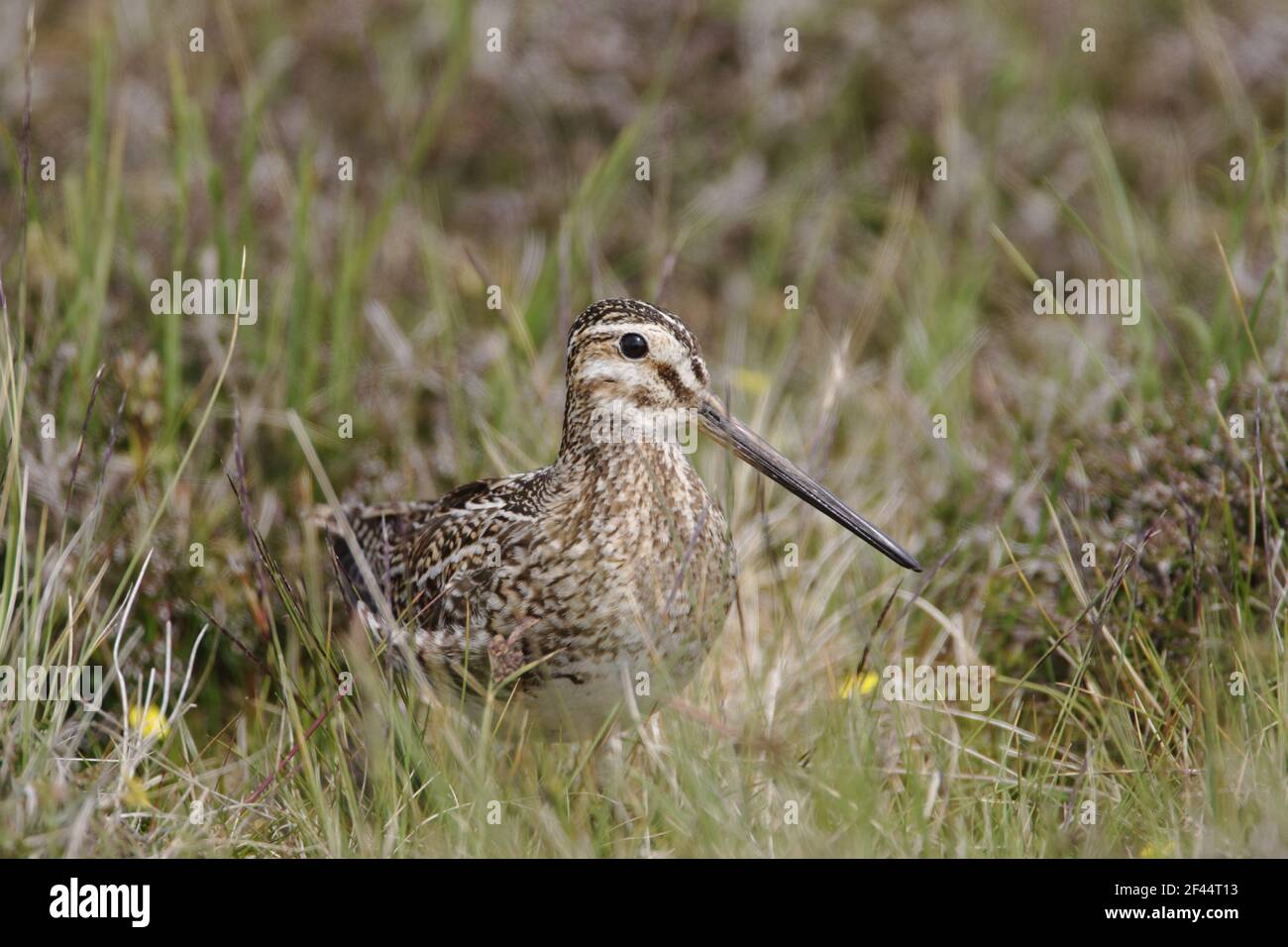 Snipe - Sitting on NestGallinago gallinago Shetland Mainland, UK BI011437 Stockfoto