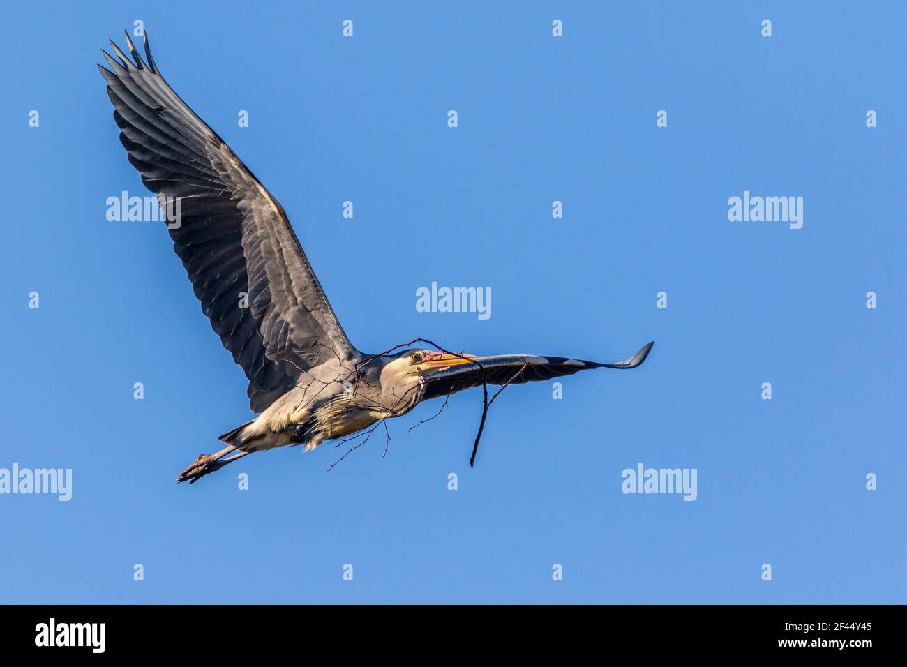 Graureiher (Ardea cinerea) fliegen mit Nistmaterial Stockfoto